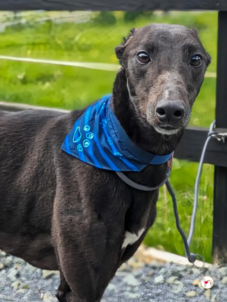 aine grey adozione 17