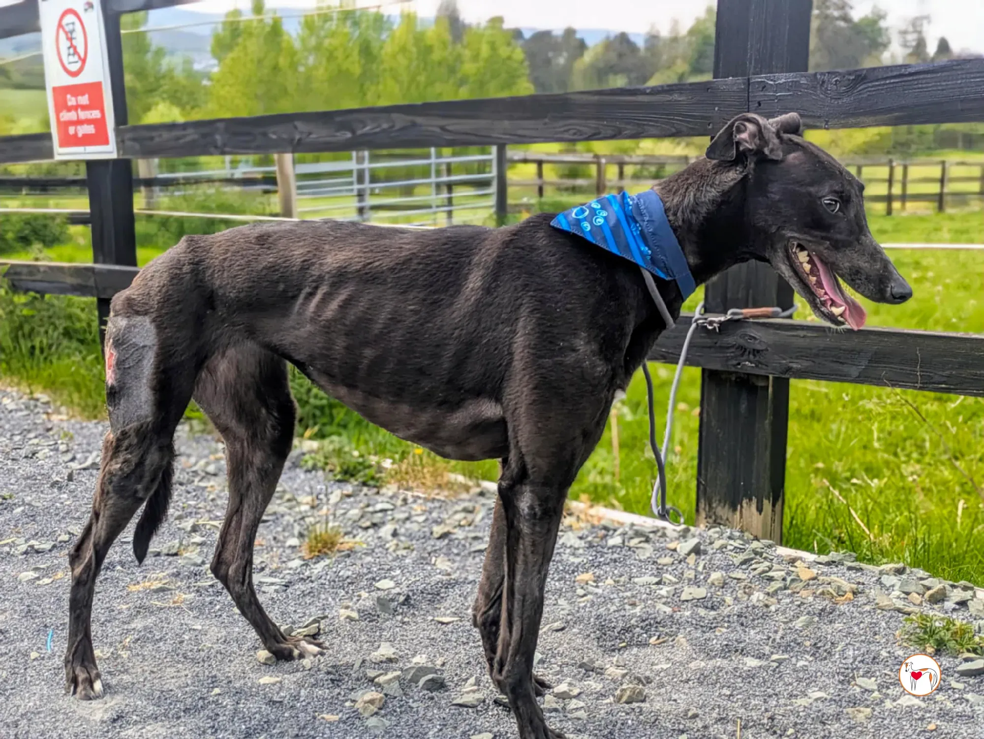 aine grey adozione 18