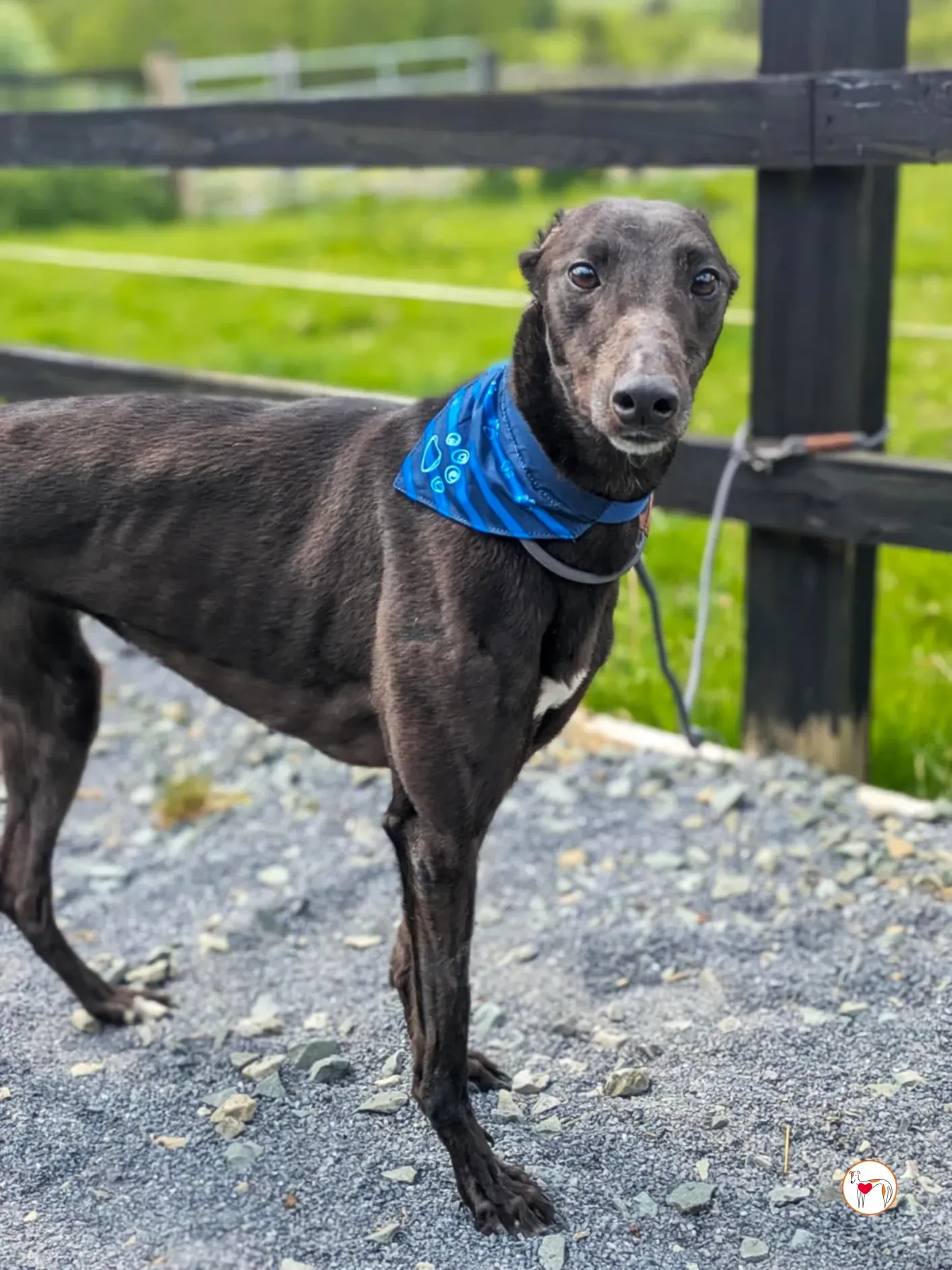 aine grey adozione 19