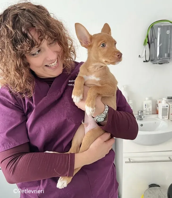 airam adozione levrieri galgo 1