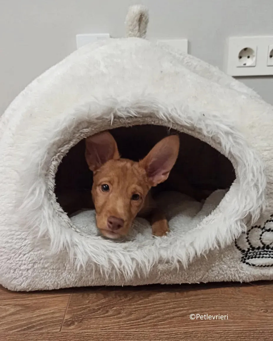 airam adozione levrieri galgo 2