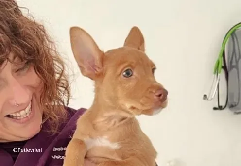 airam adozione levrieri galgo 3