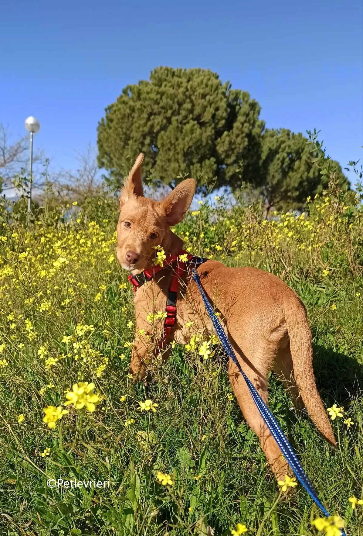 airam adozione levrieri galgo 4