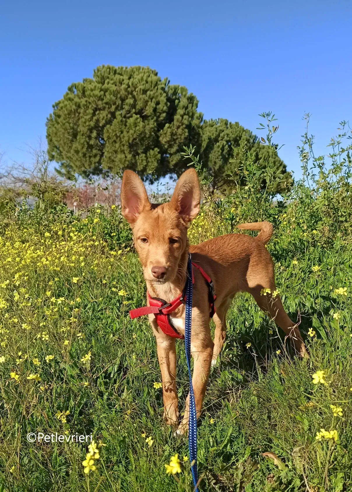 airam adozione levrieri galgo 5