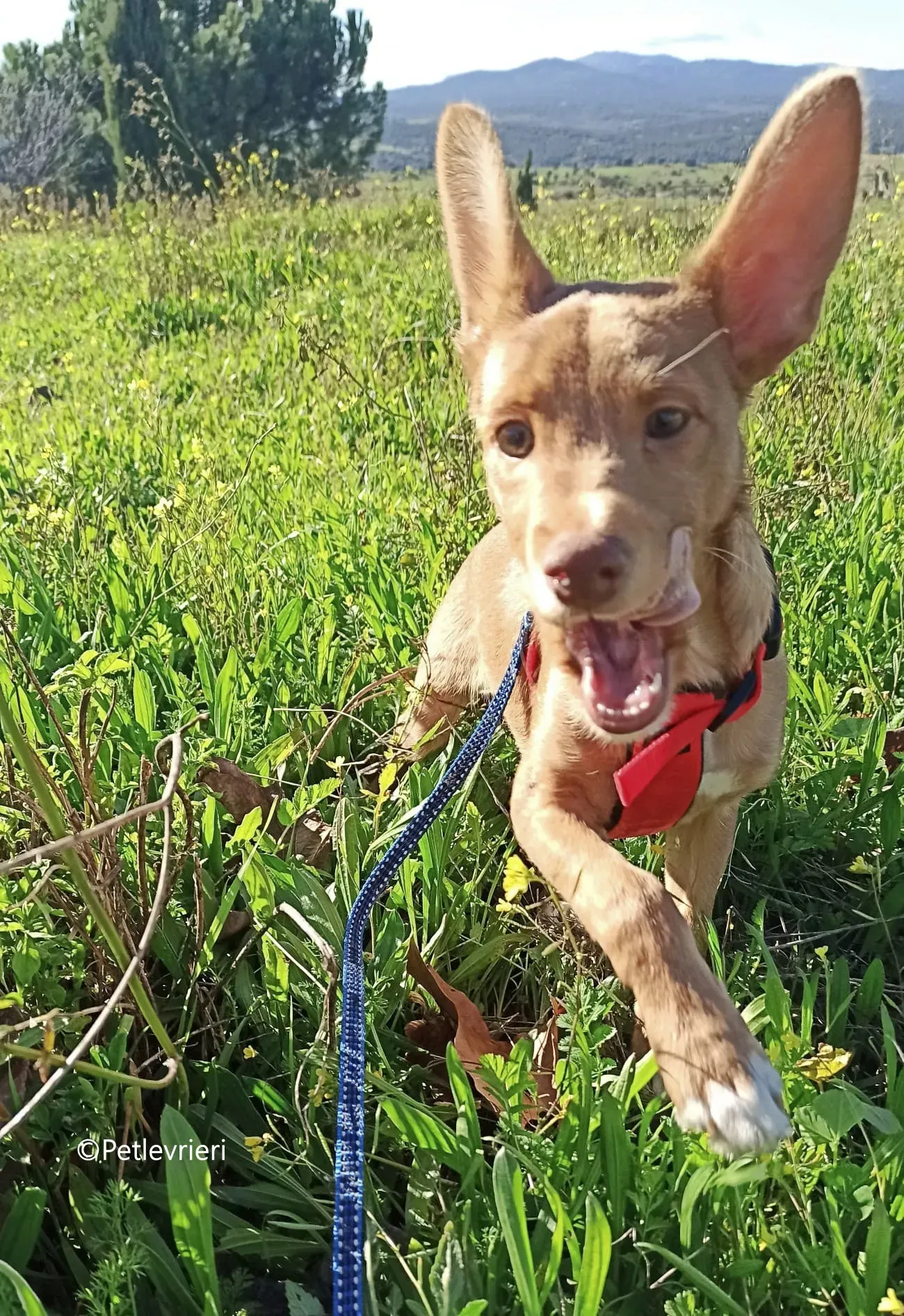 airam adozione levrieri galgo 6