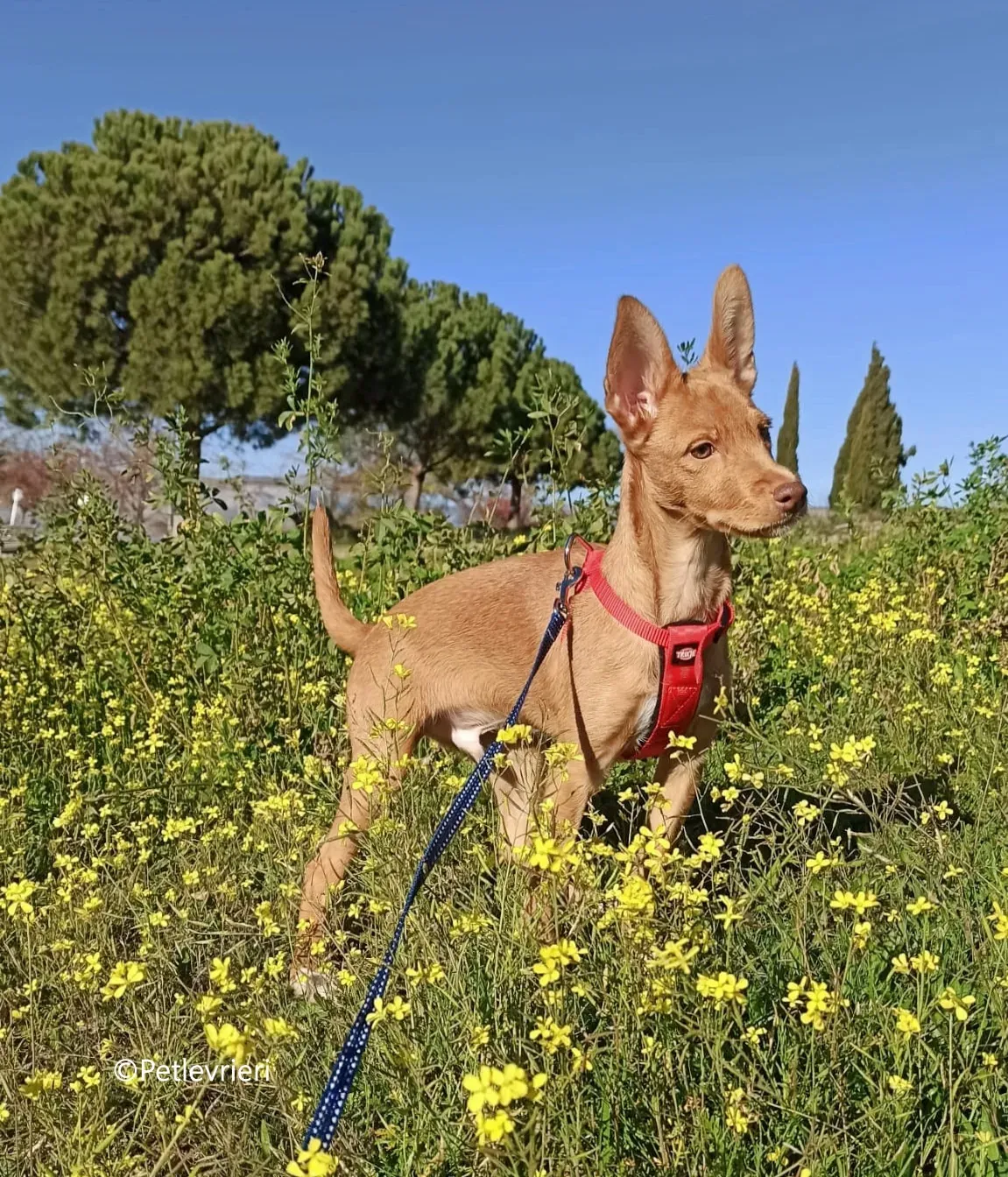 airam adozione levrieri galgo 7