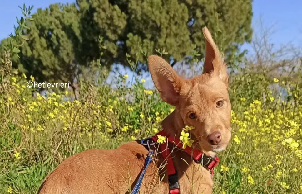 airam adozione levrieri galgo 8