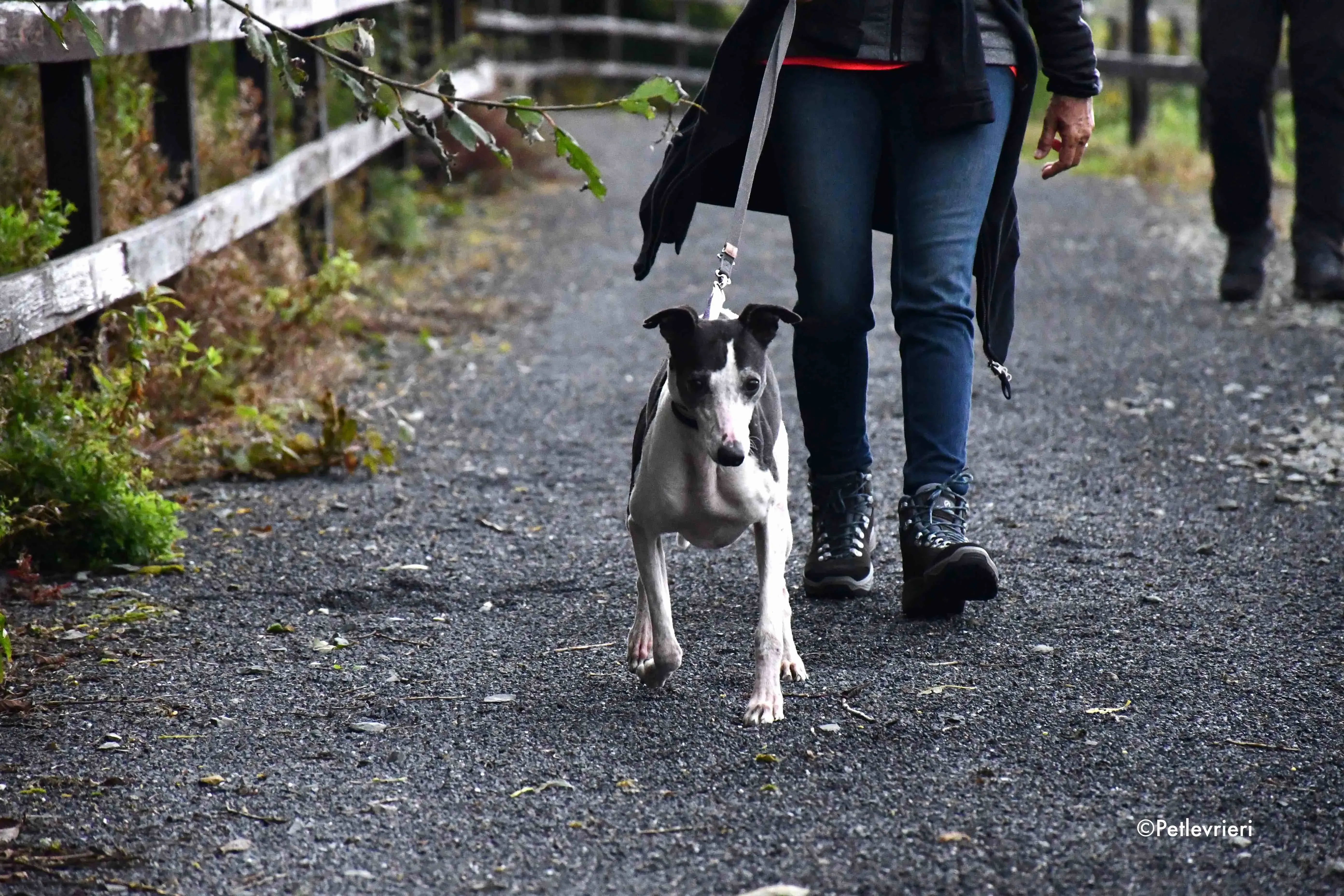aisling adozione levrieri greyhound 1