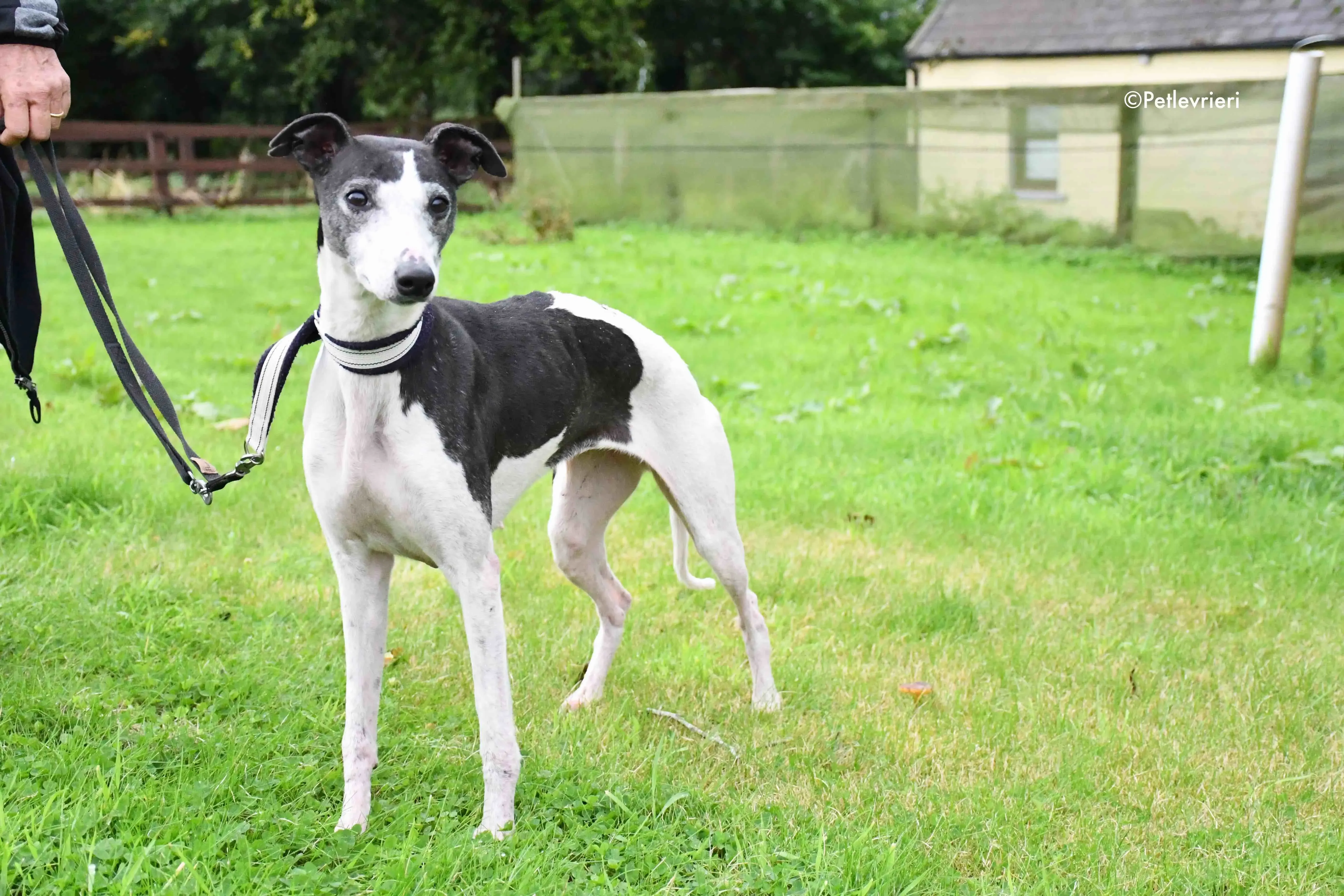 aisling adozione levrieri greyhound 10