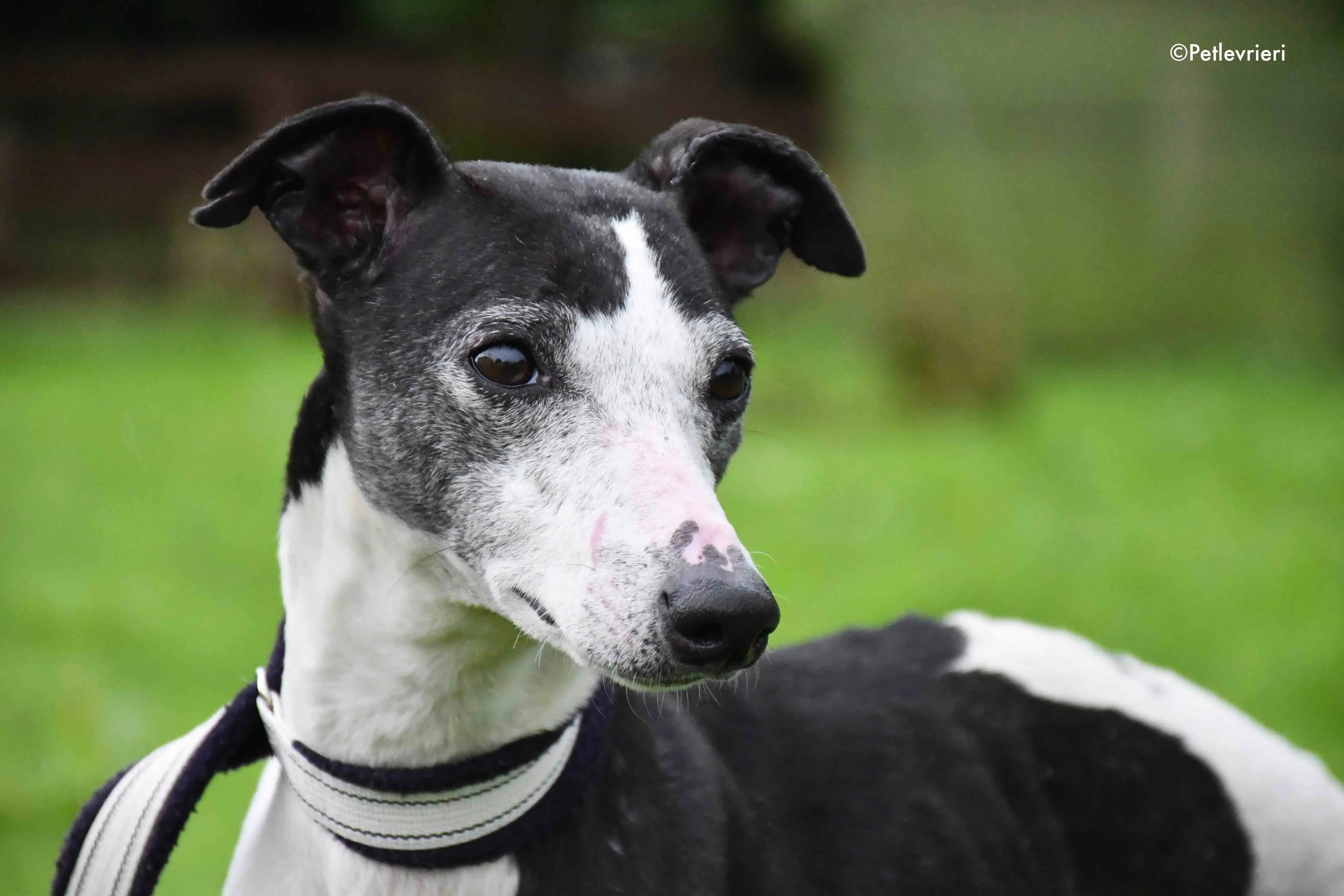 aisling adozione levrieri greyhound 11