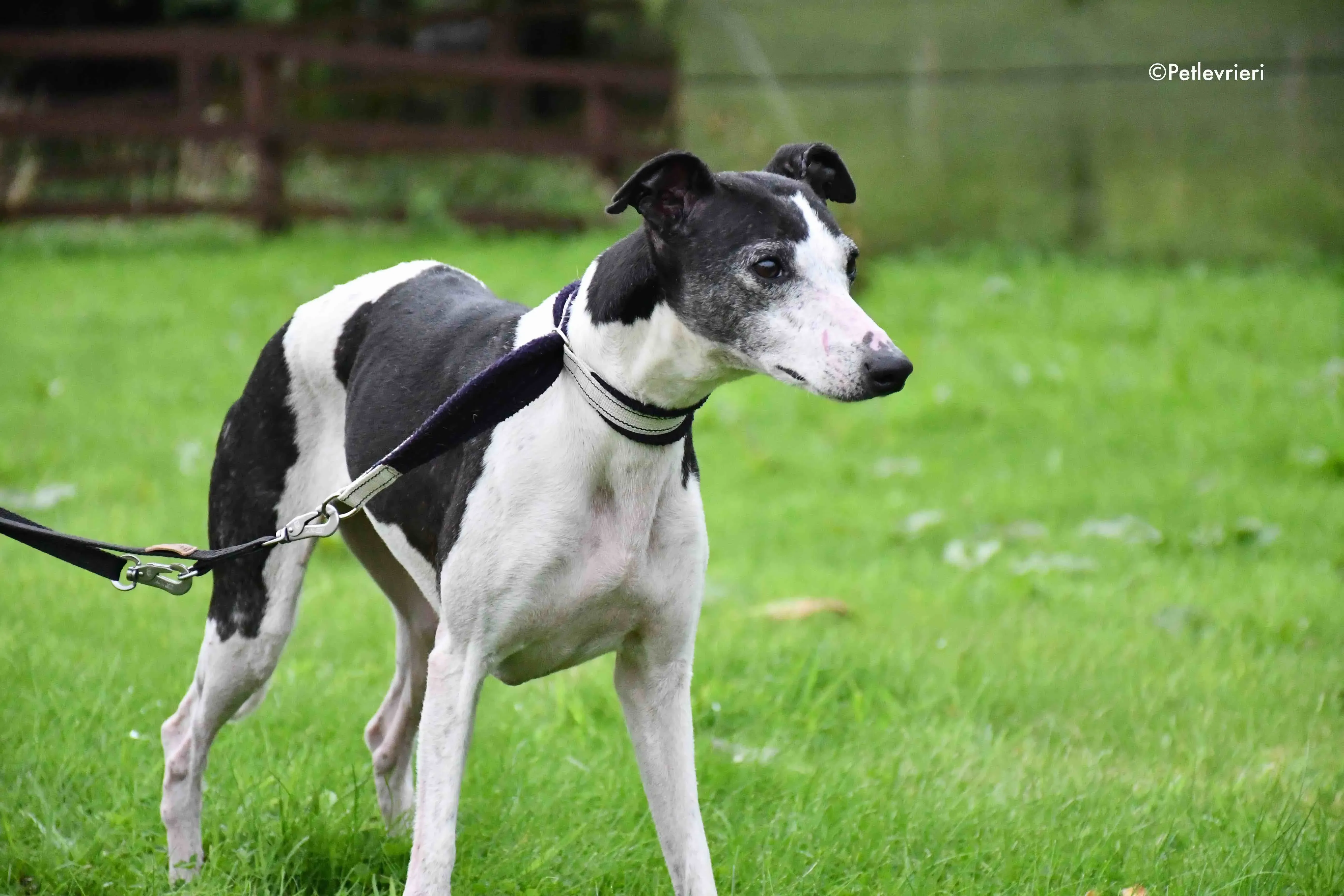 aisling adozione levrieri greyhound 2