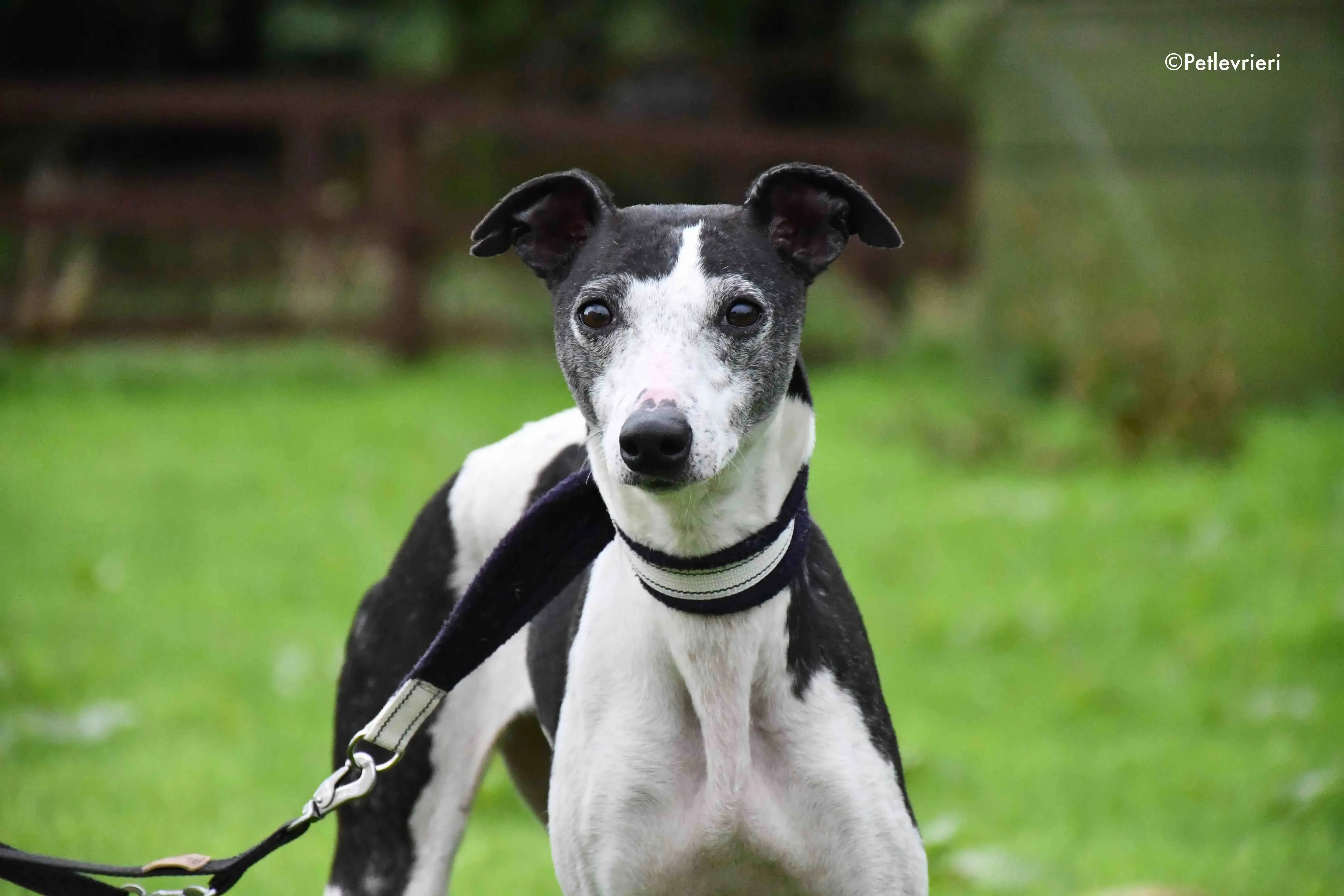 aisling adozione levrieri greyhound 3