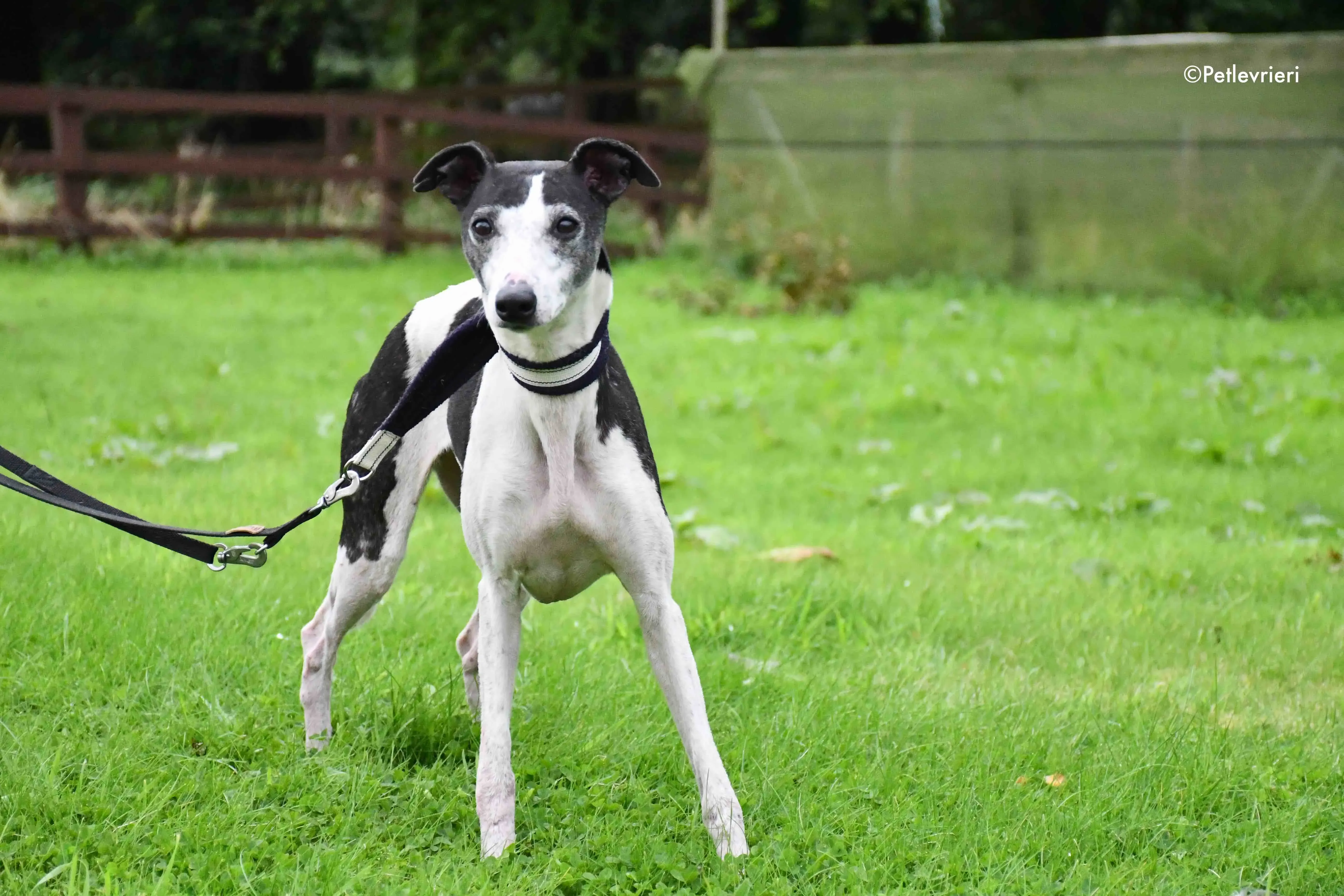 aisling adozione levrieri greyhound 4