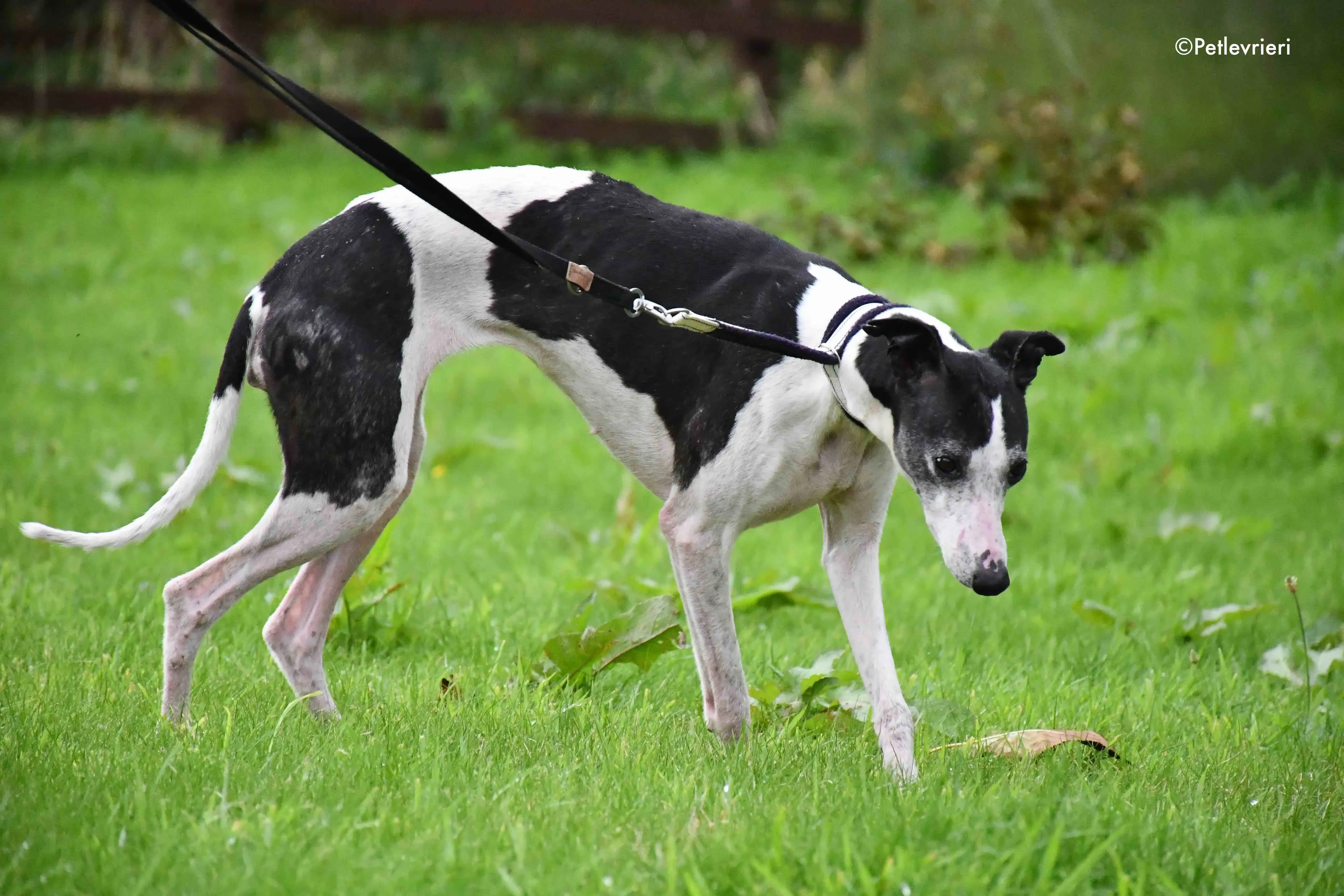 aisling adozione levrieri greyhound 5
