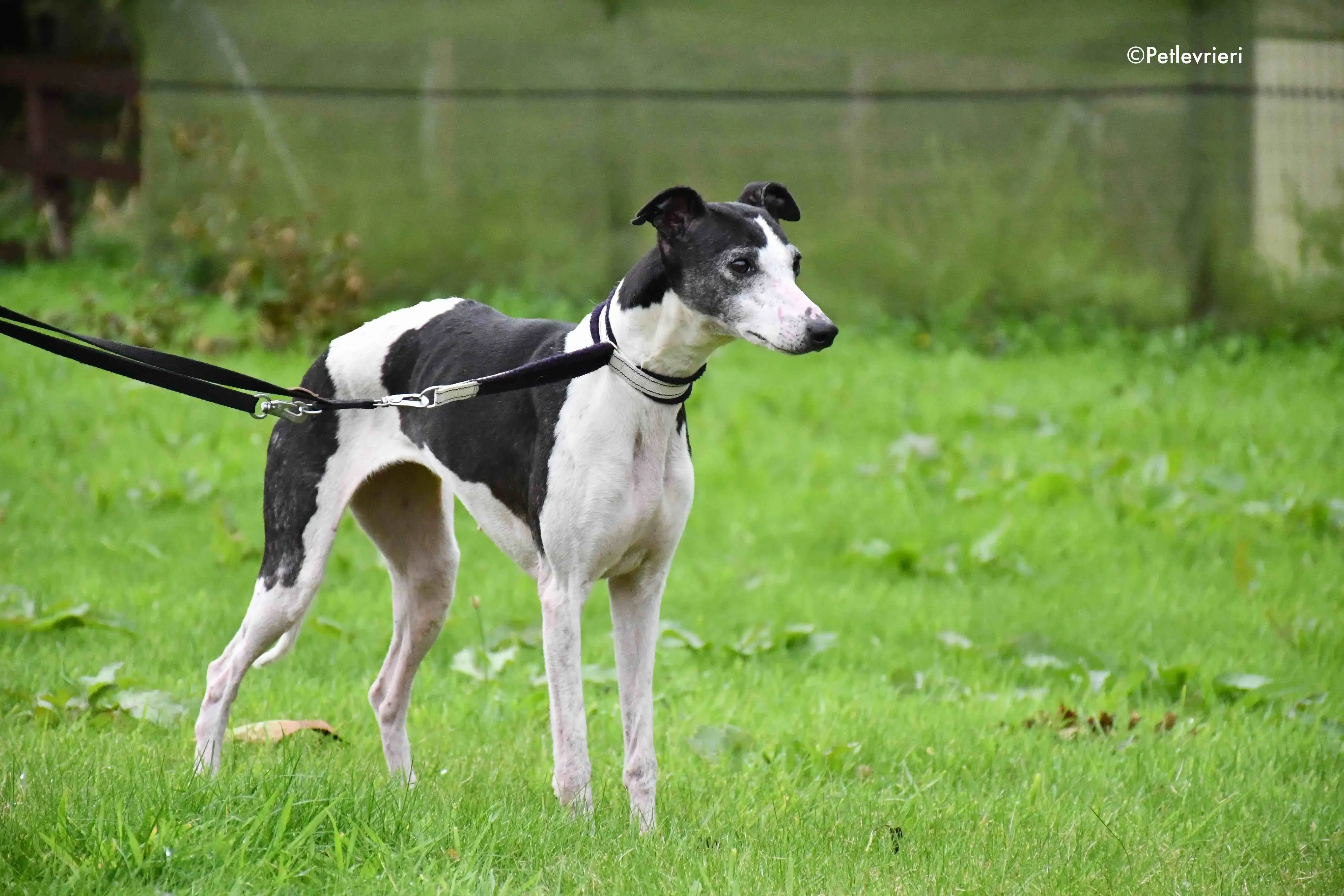 aisling adozione levrieri greyhound 6