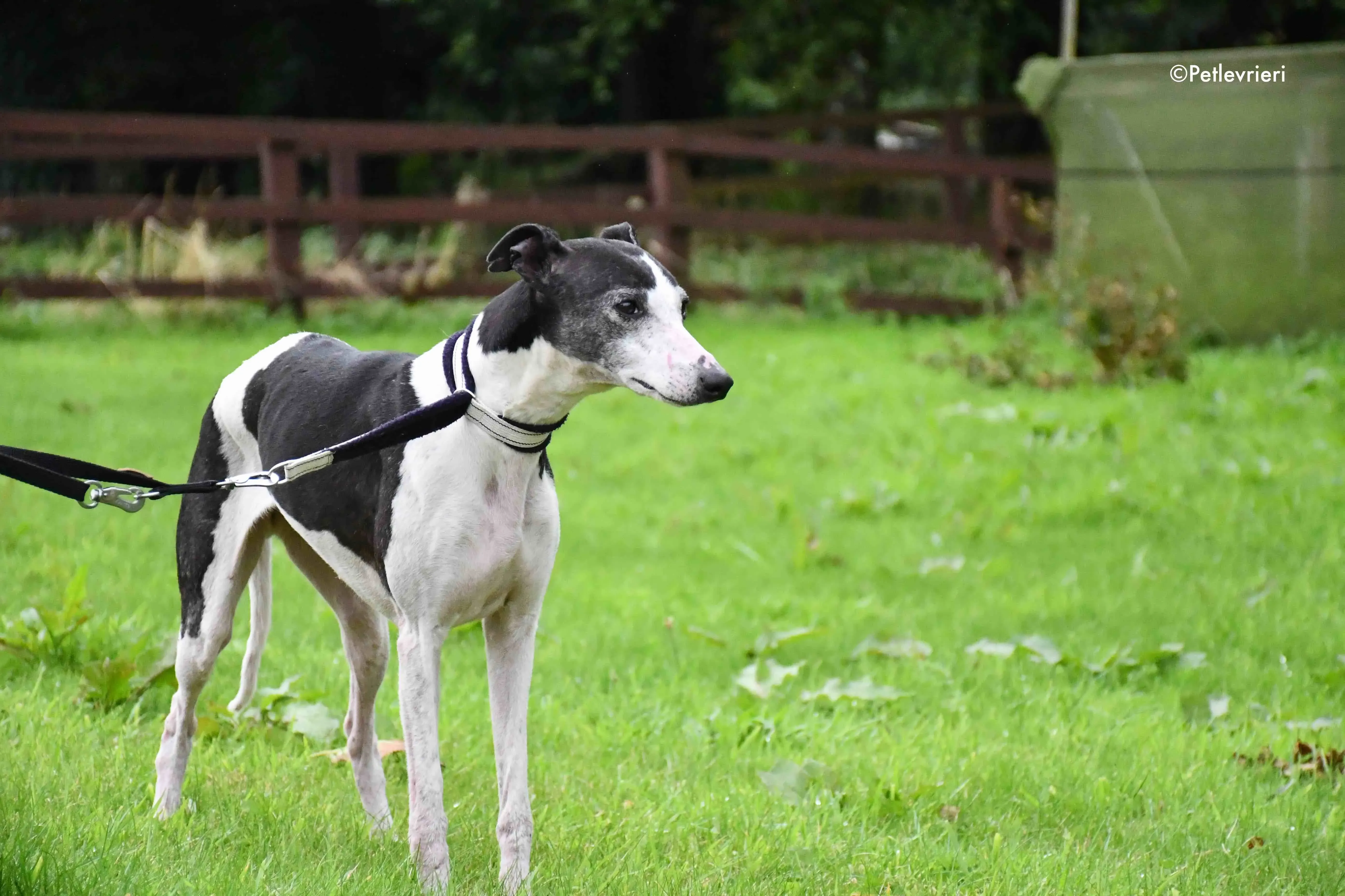 aisling adozione levrieri greyhound 7