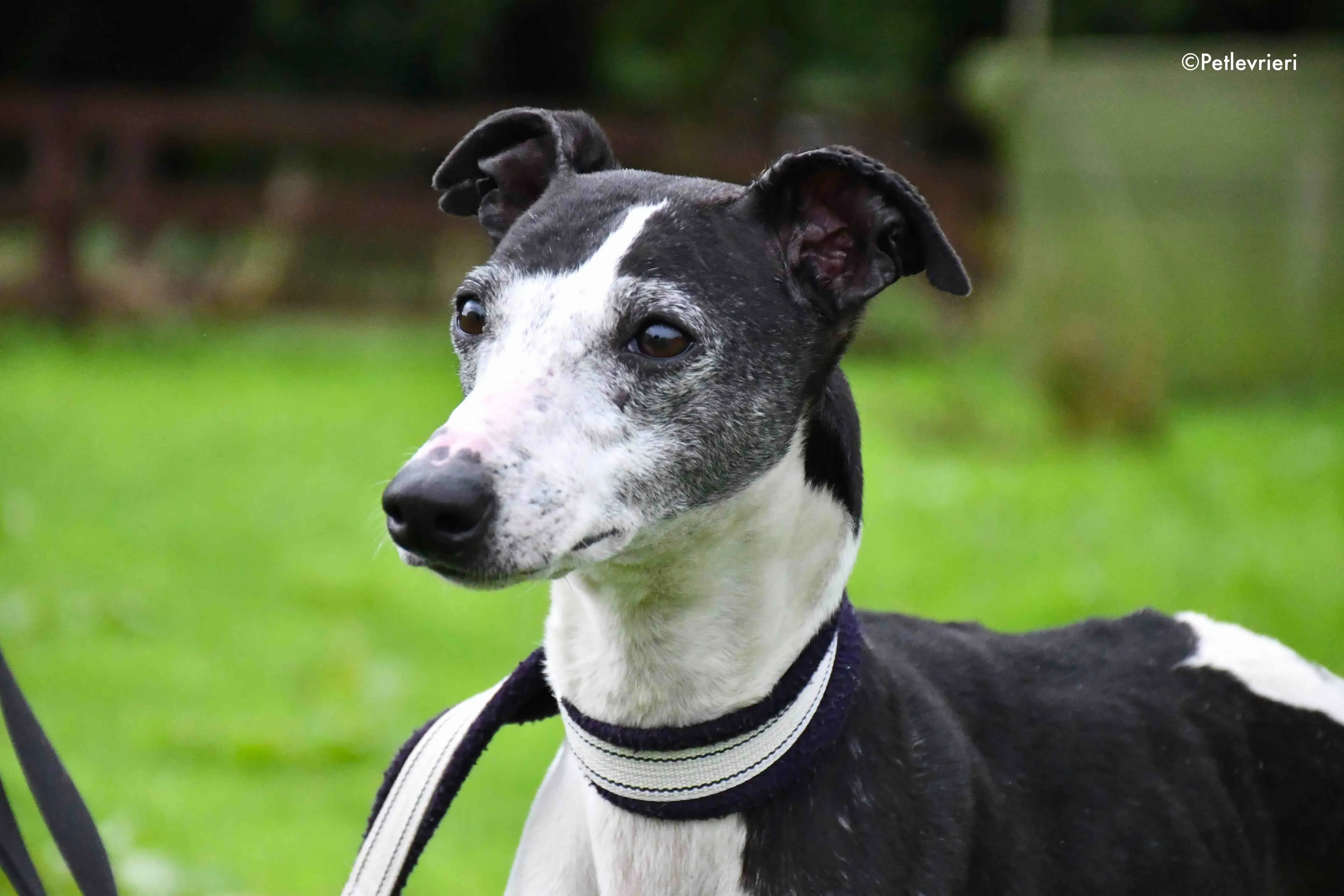 aisling adozione levrieri greyhound 8