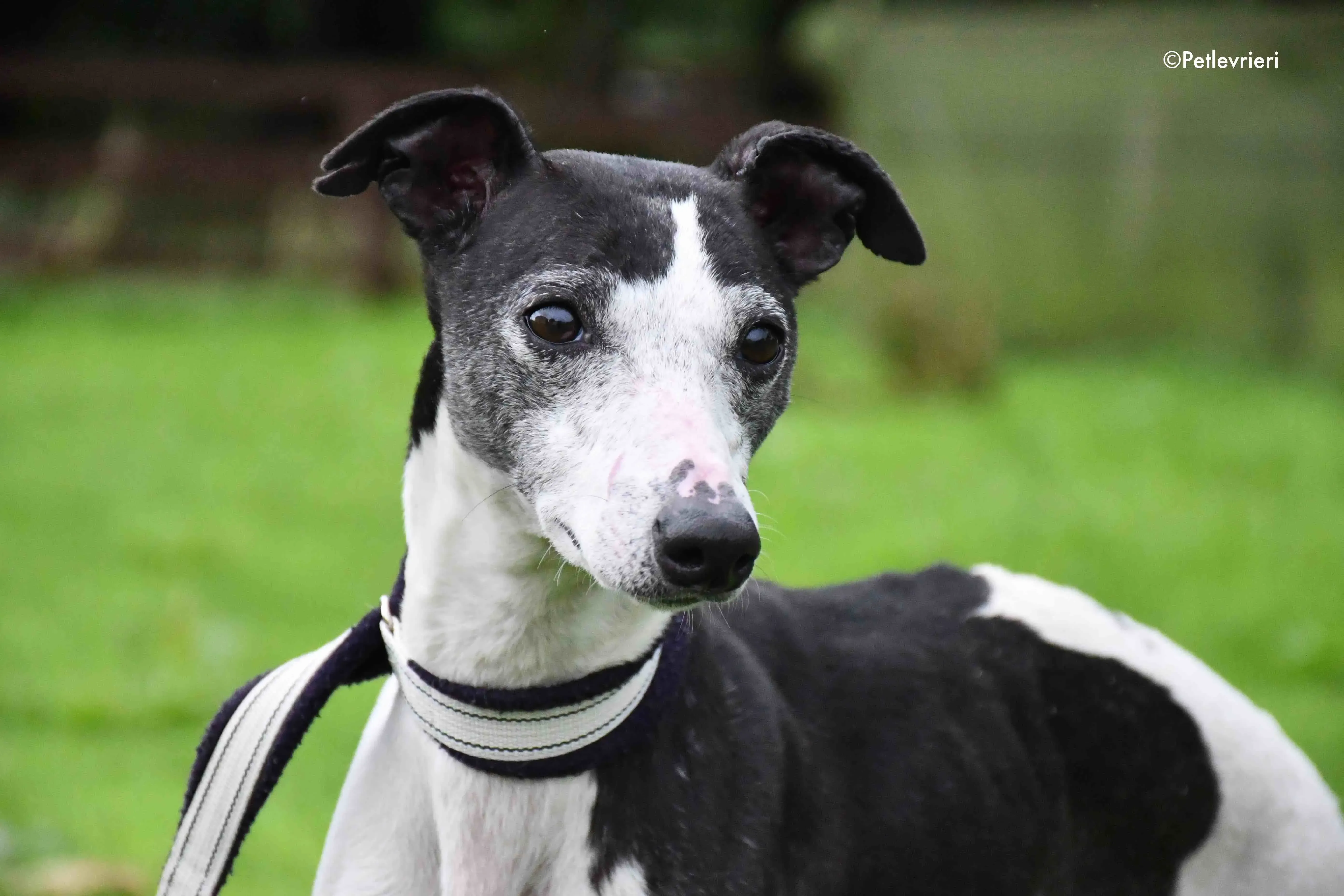 aisling adozione levrieri greyhound 9