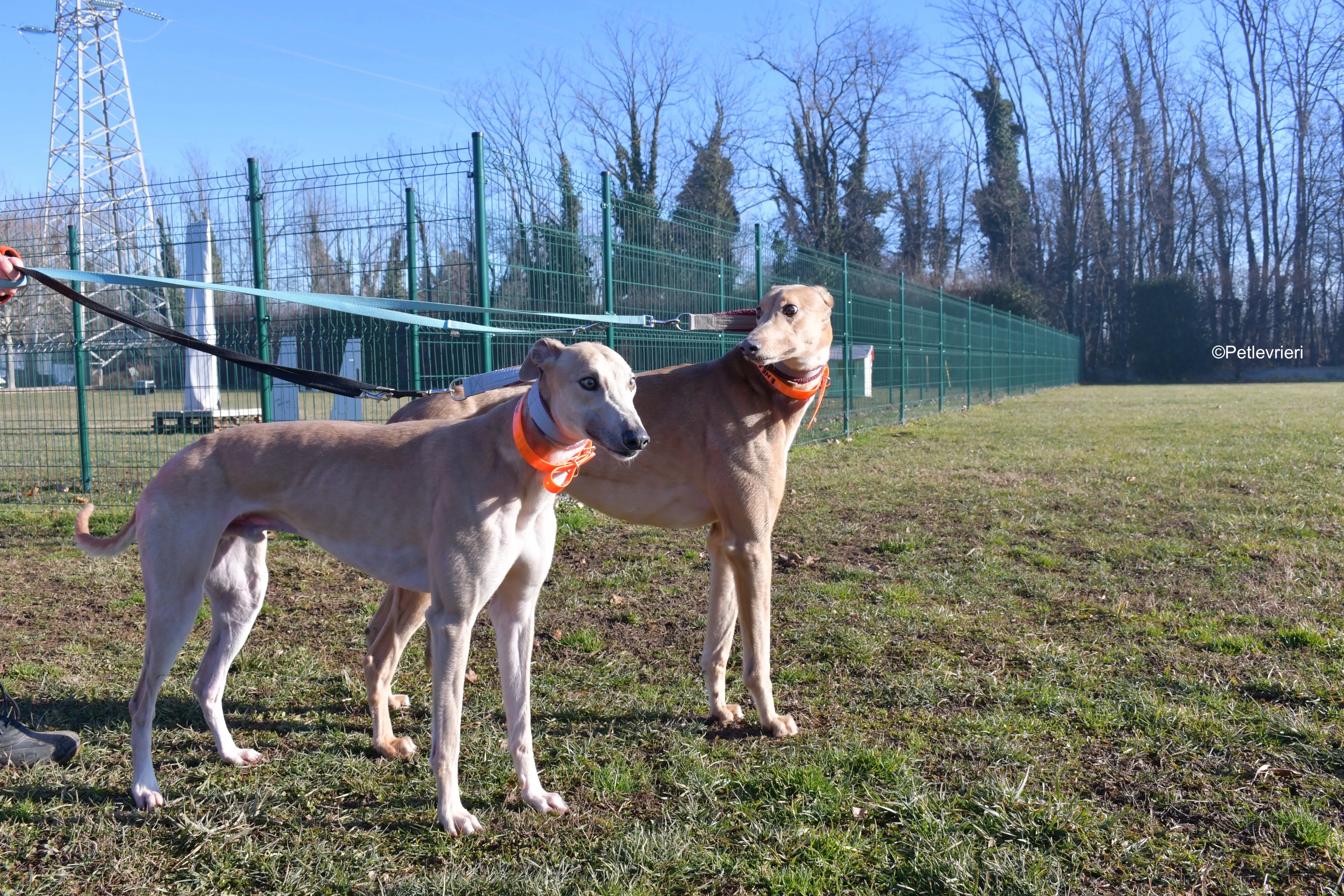 aki adozione levrieri greyhound 1