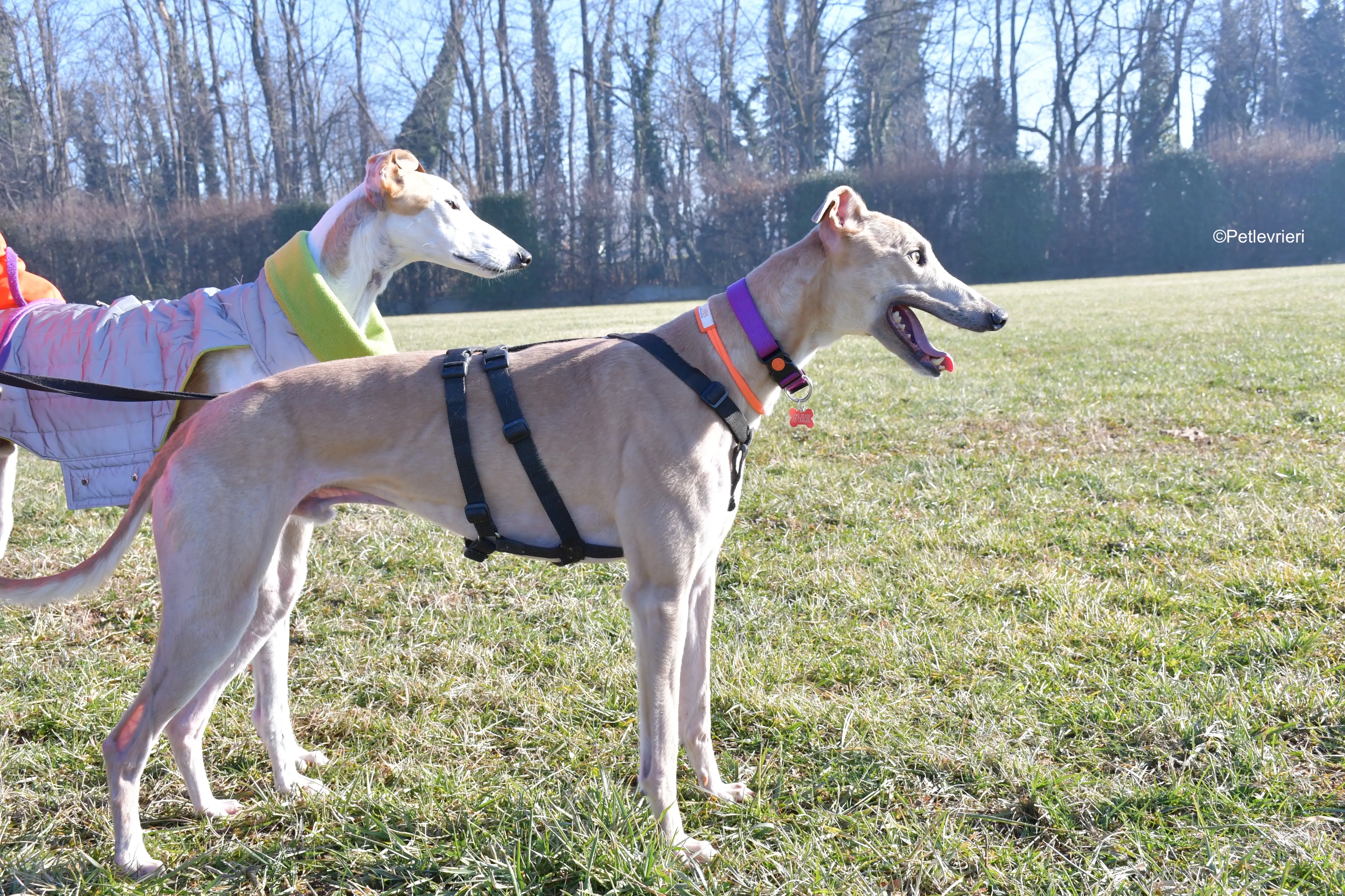 aki adozione levrieri greyhound 10