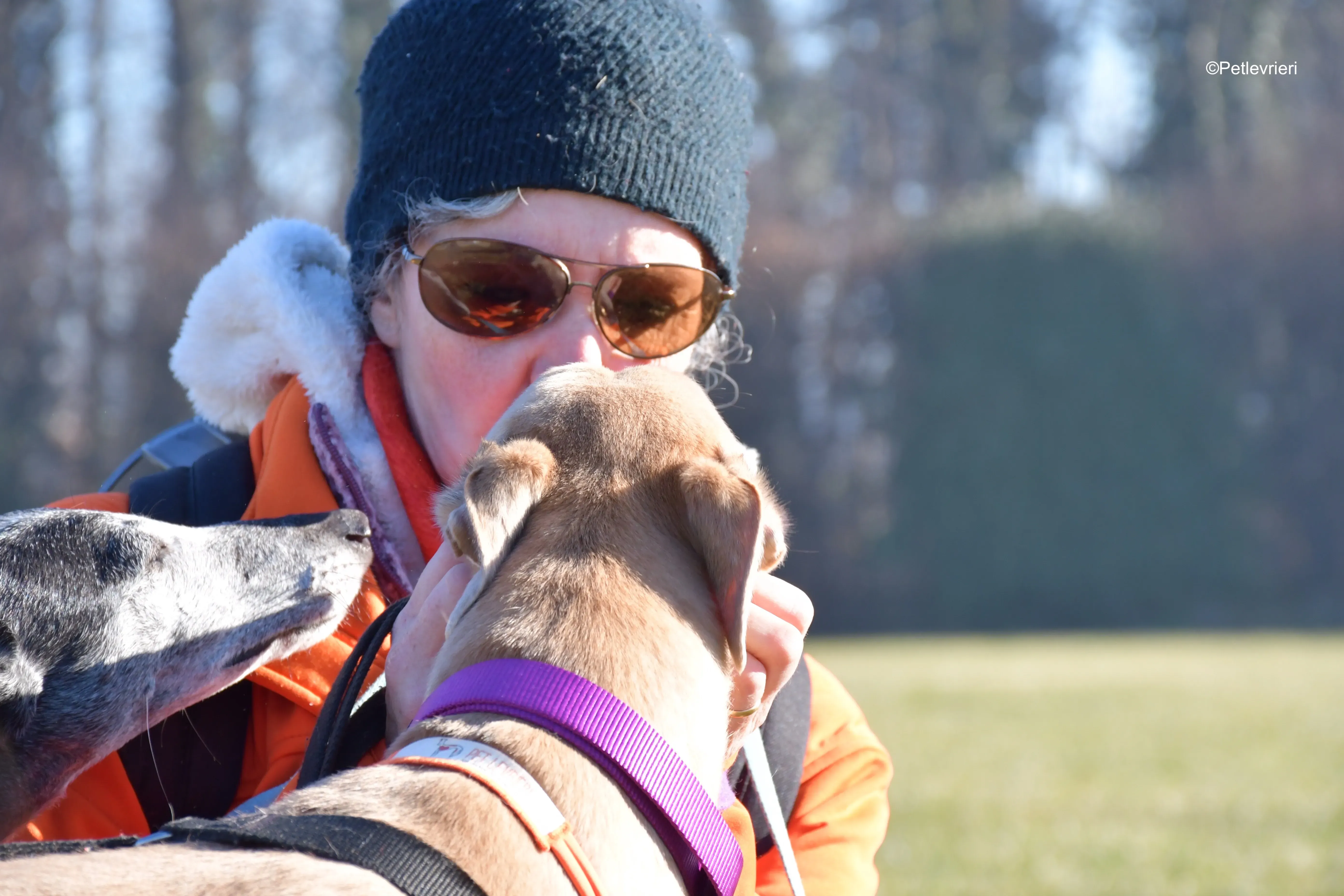 aki adozione levrieri greyhound 11