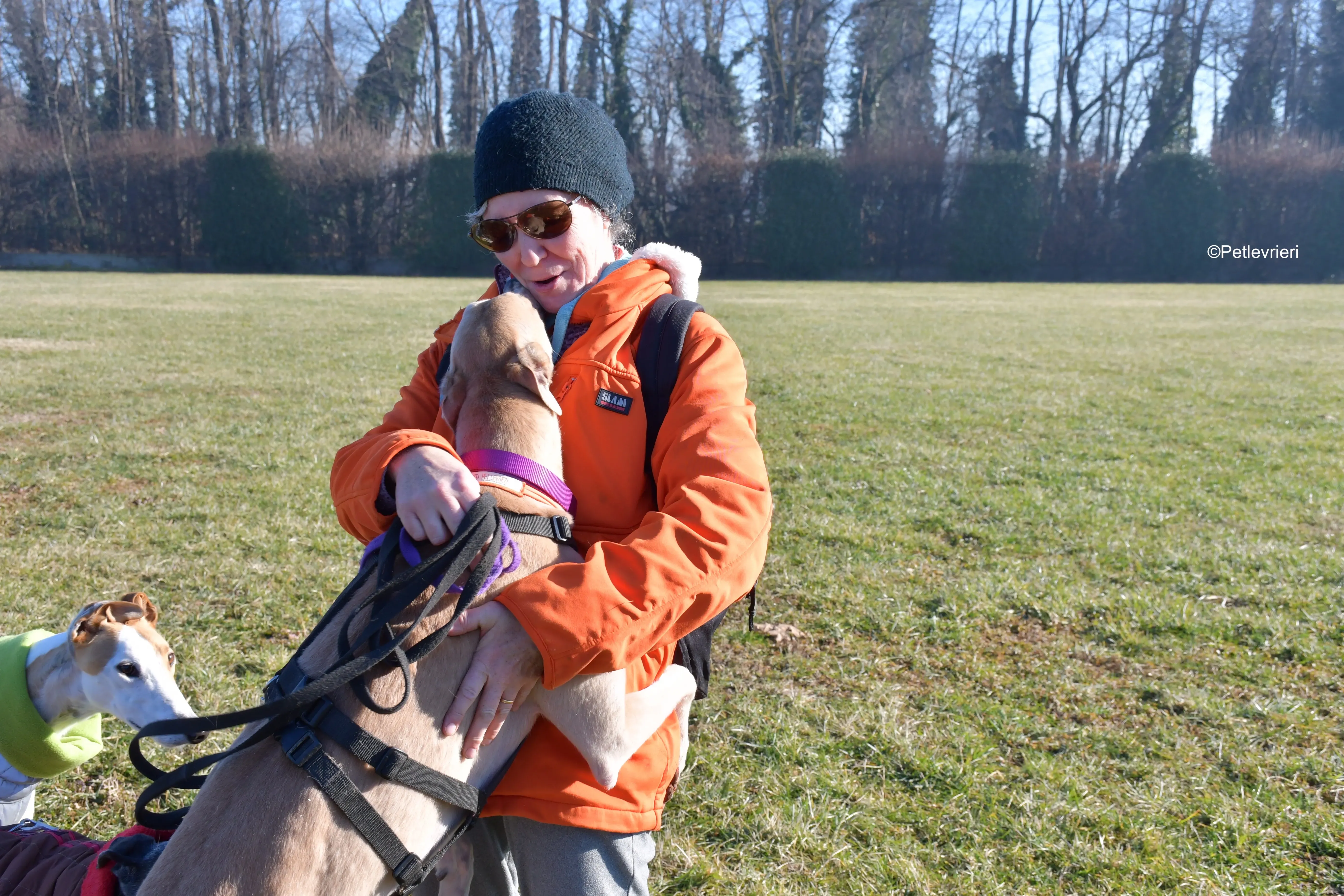 aki adozione levrieri greyhound 12