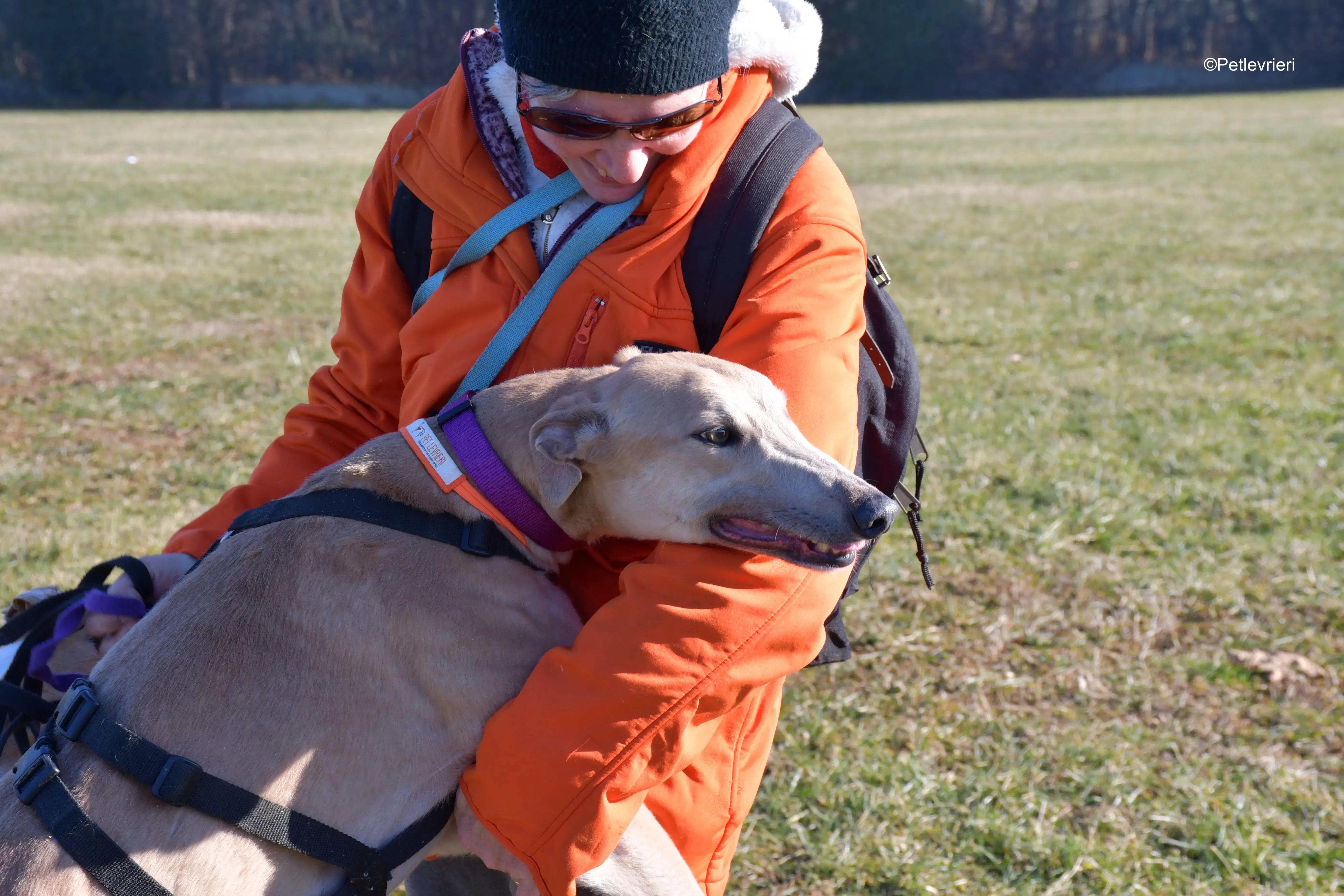 aki adozione levrieri greyhound 13