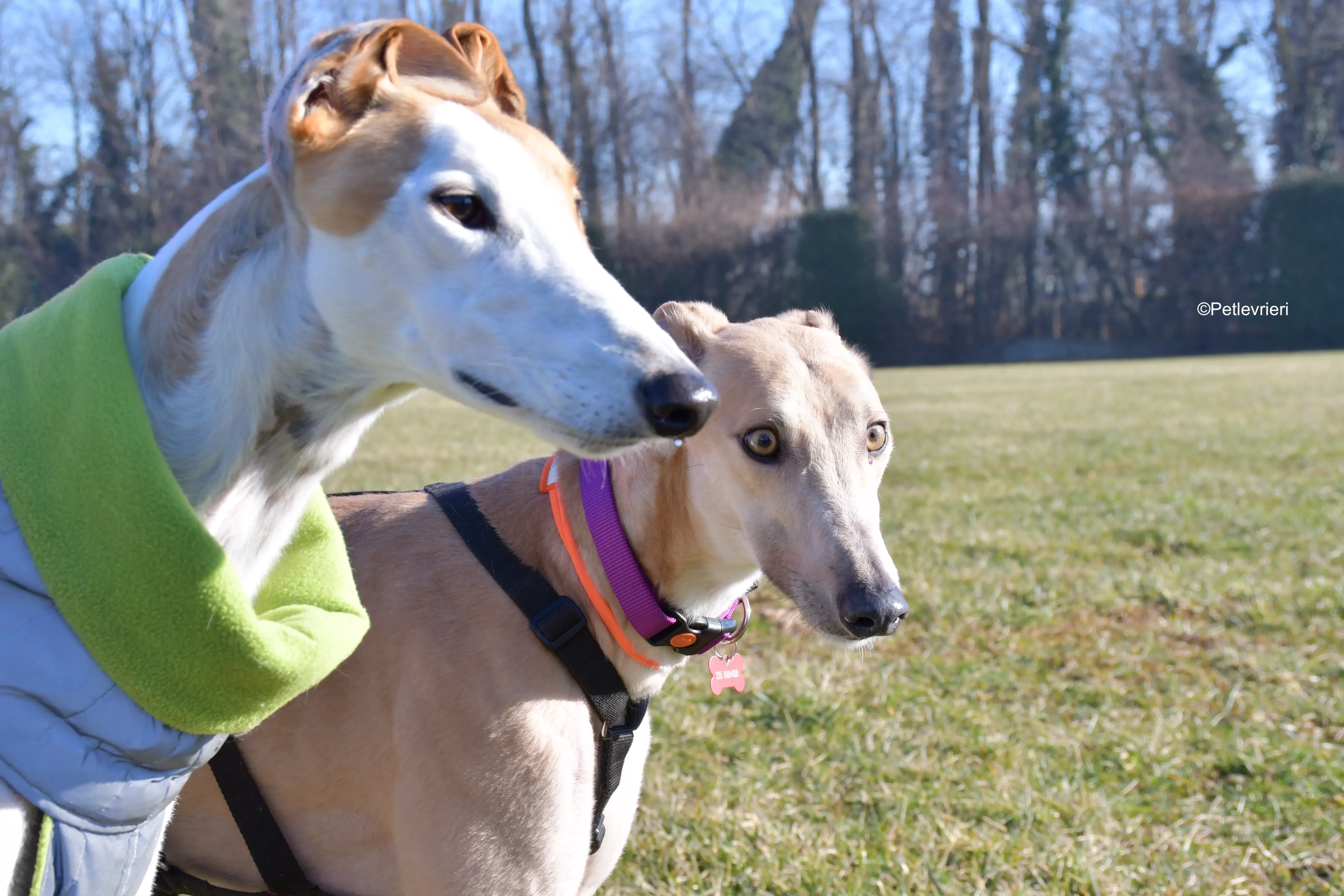 aki adozione levrieri greyhound 14