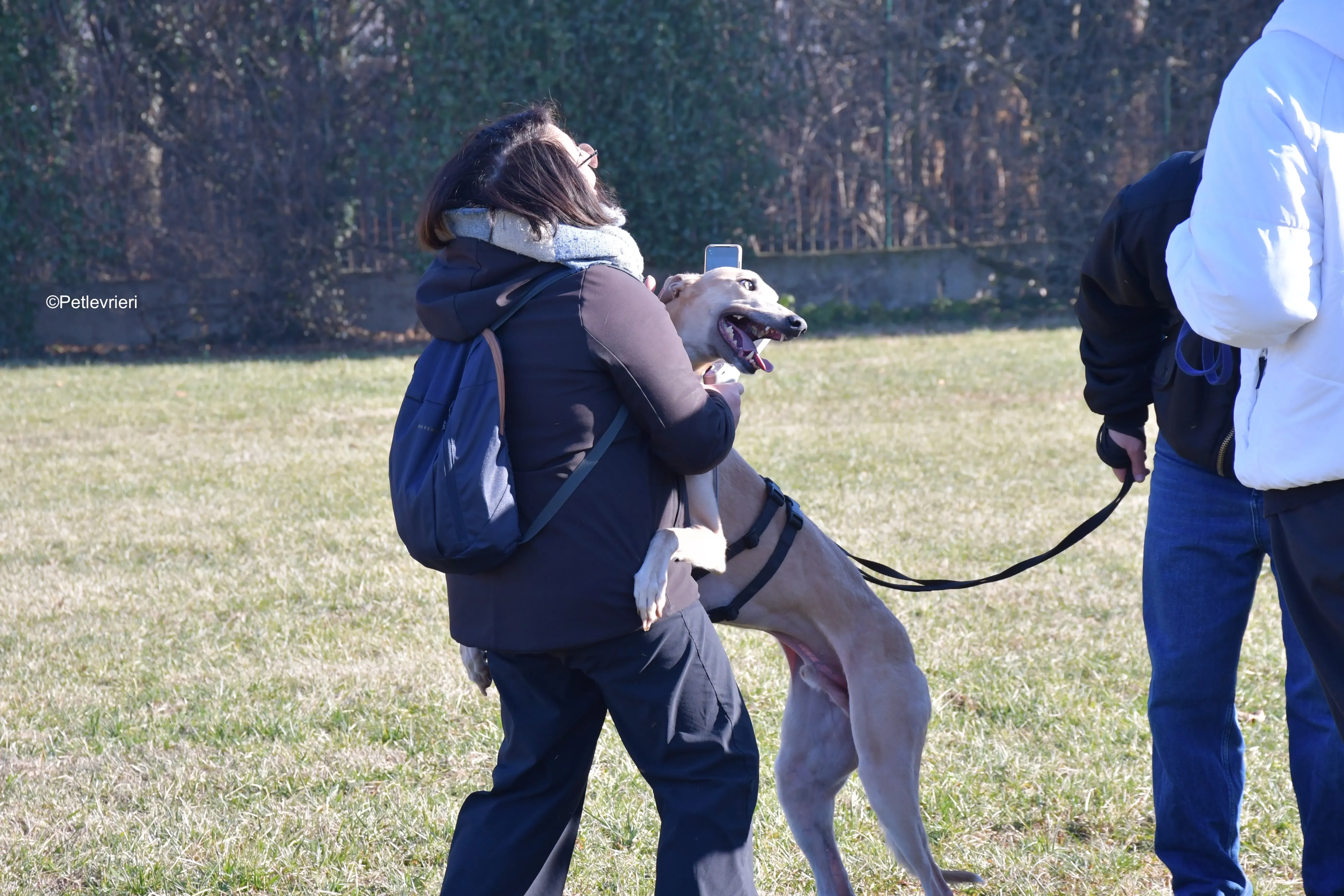 aki adozione levrieri greyhound 15