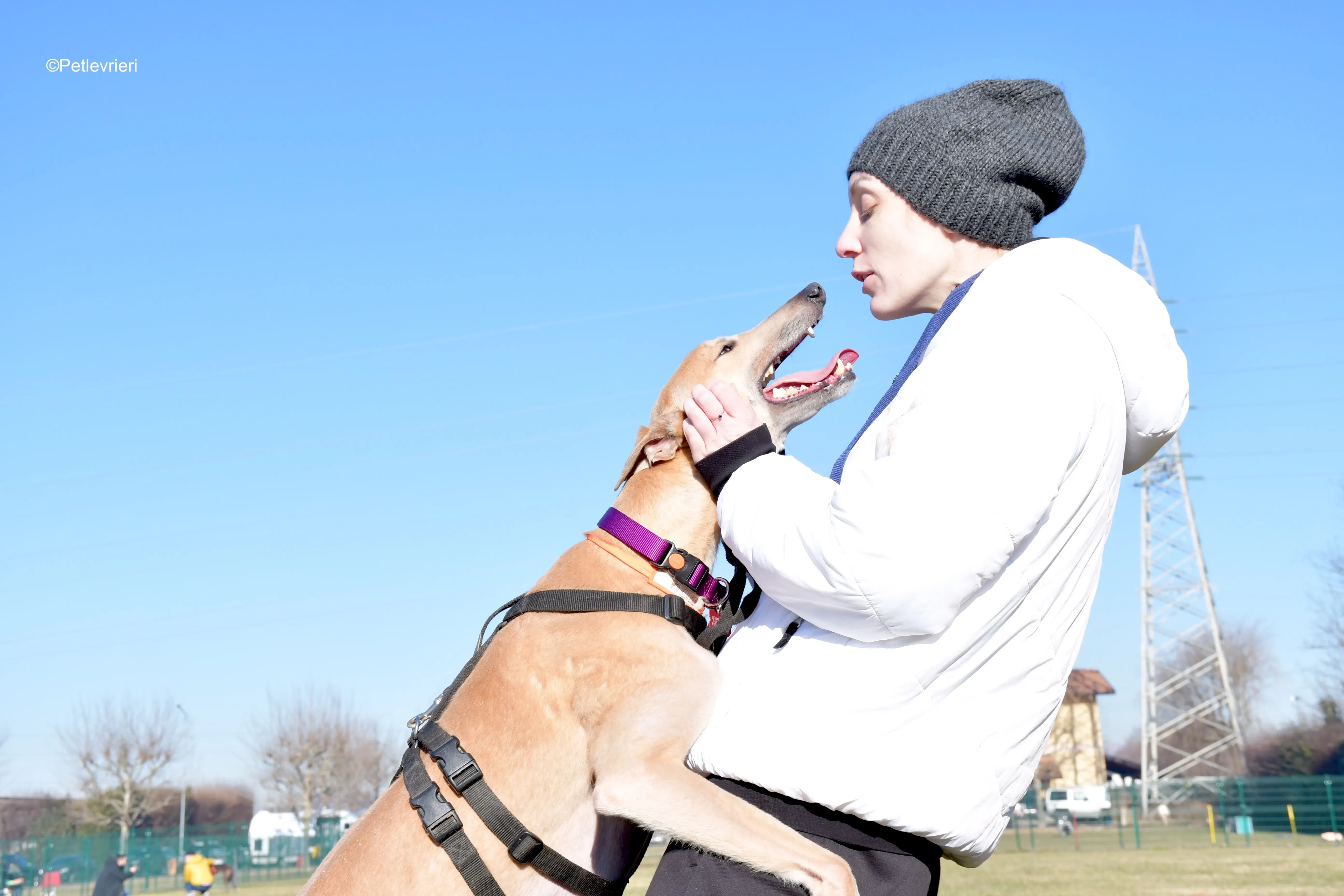 aki adozione levrieri greyhound 16