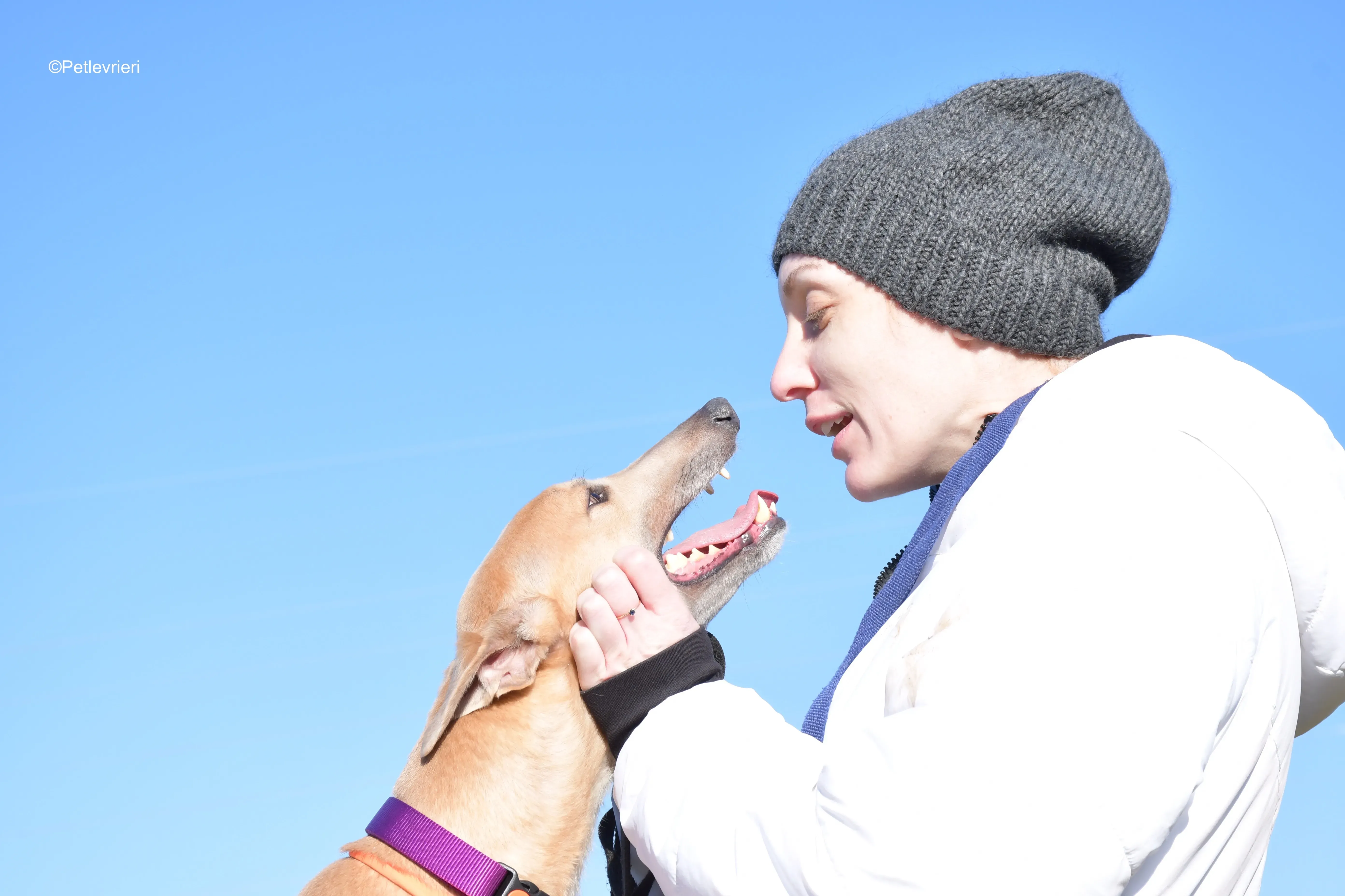 aki adozione levrieri greyhound 17