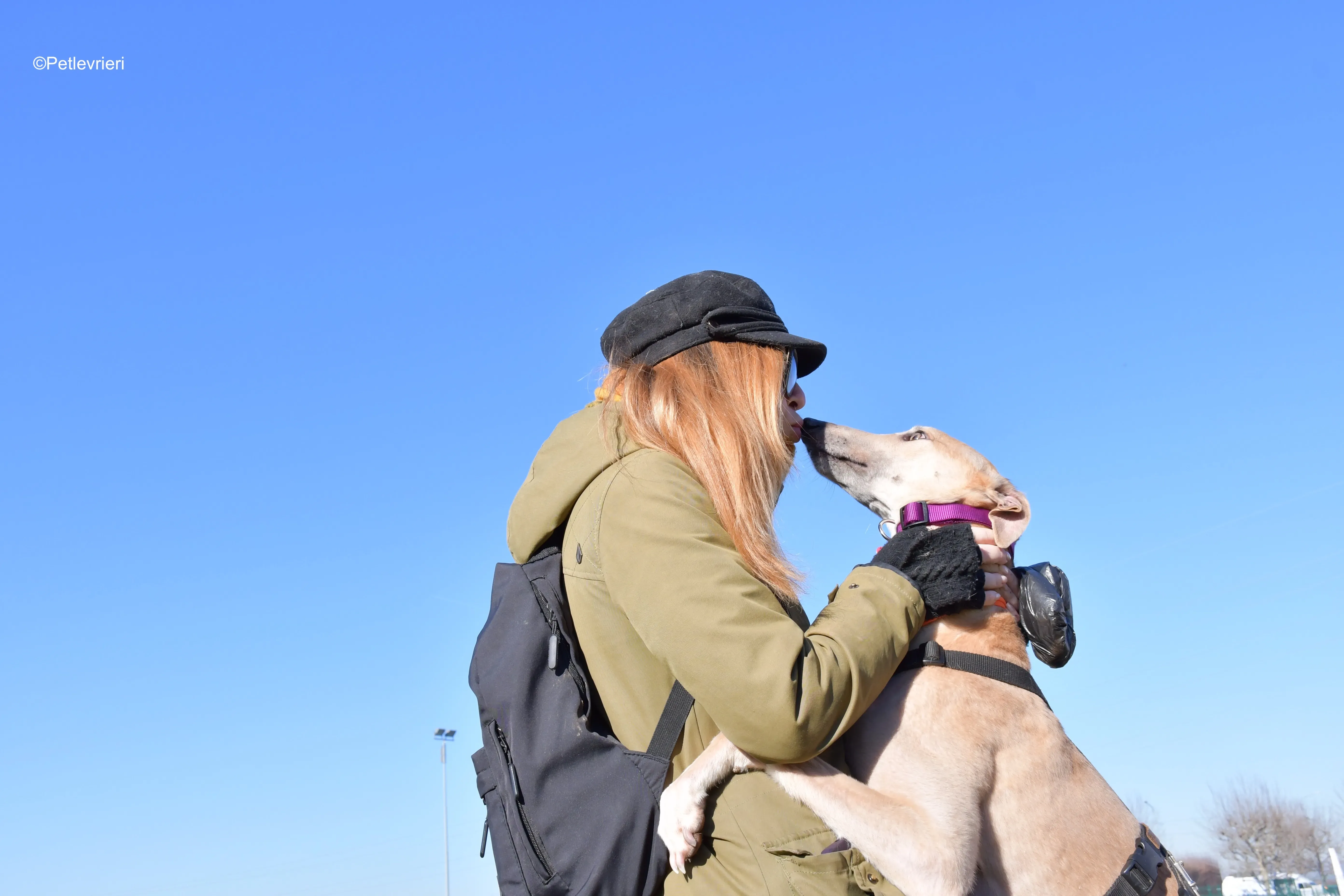 aki adozione levrieri greyhound 18