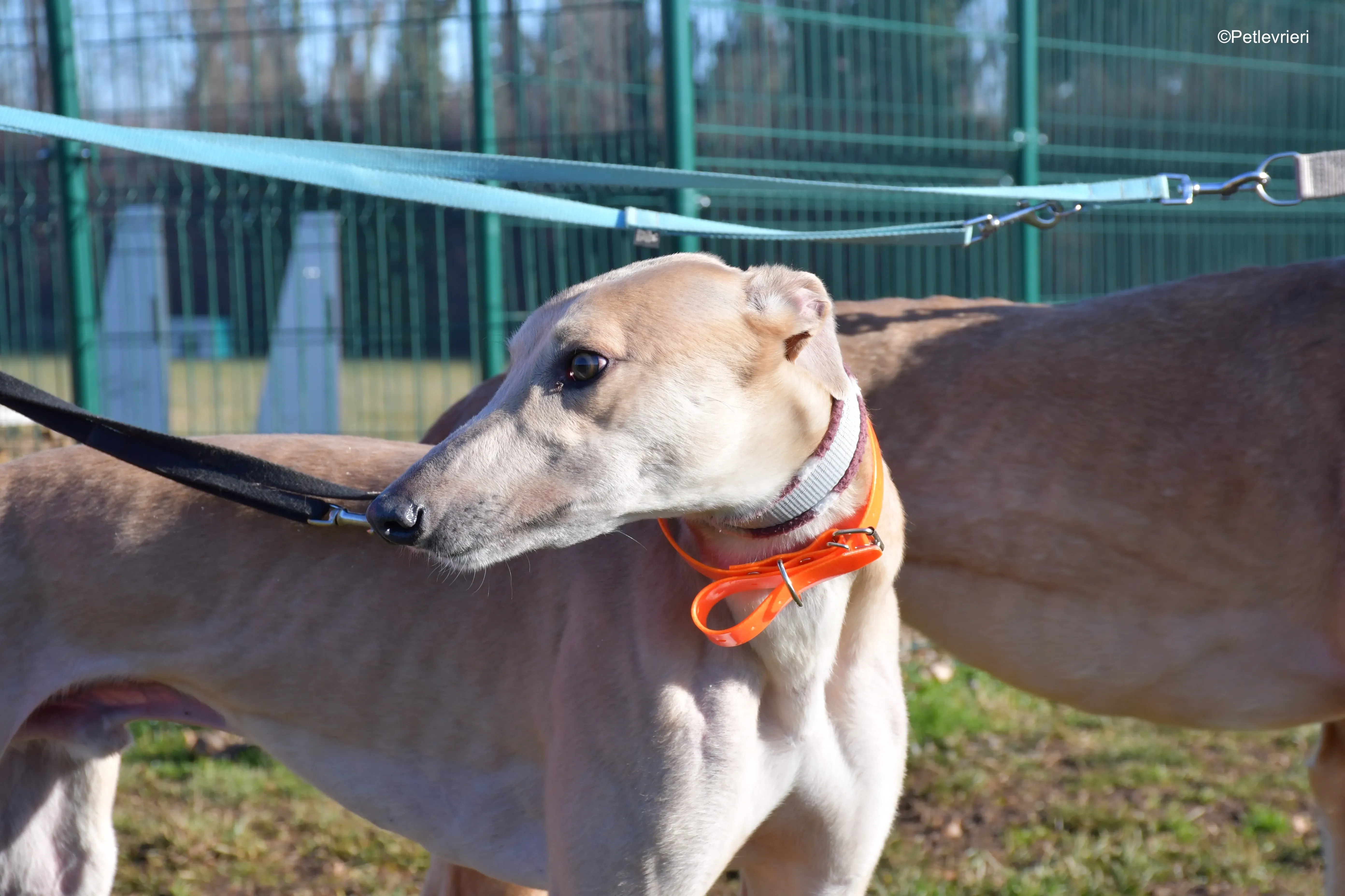 aki adozione levrieri greyhound 2