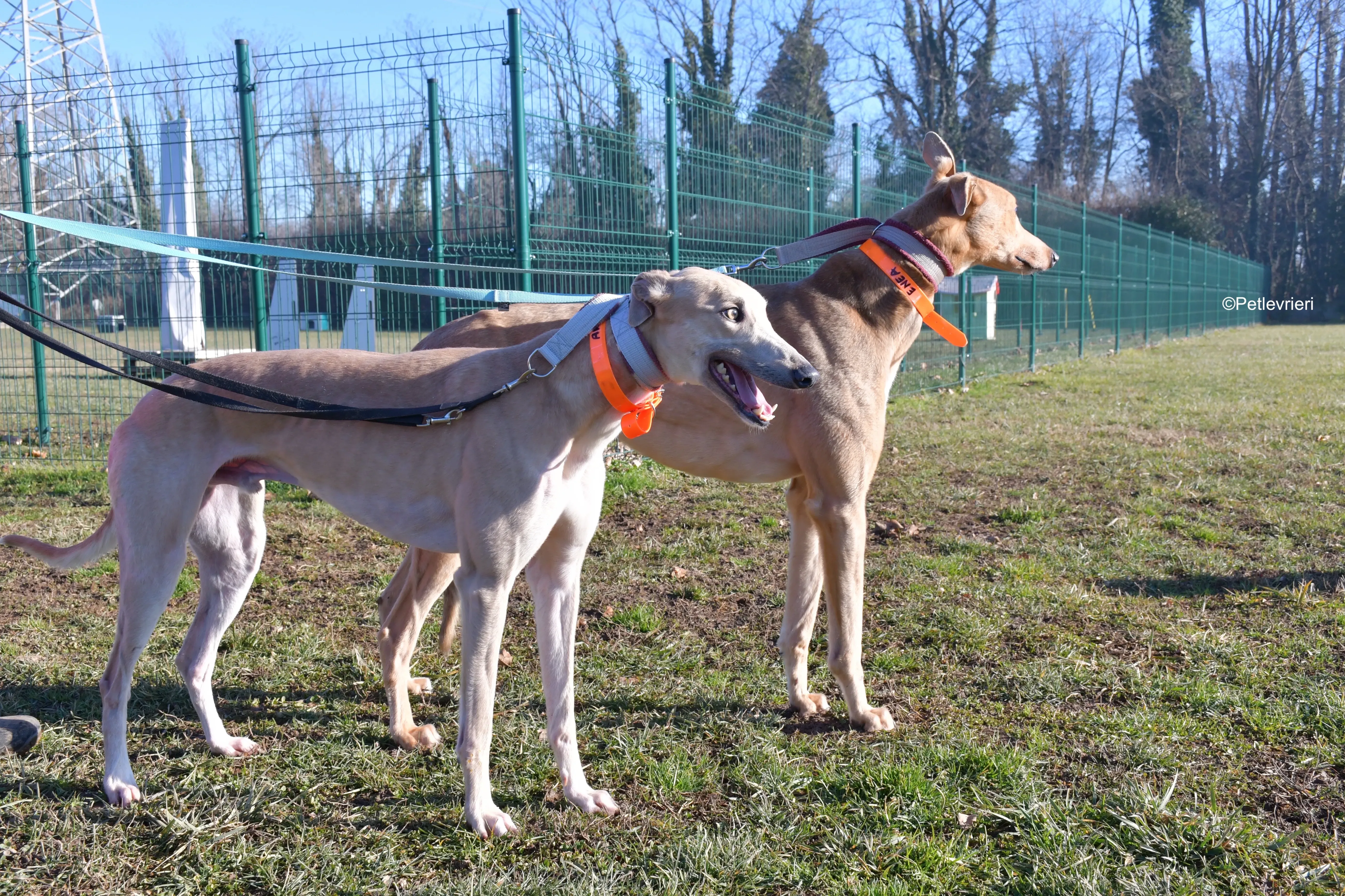 aki adozione levrieri greyhound 3