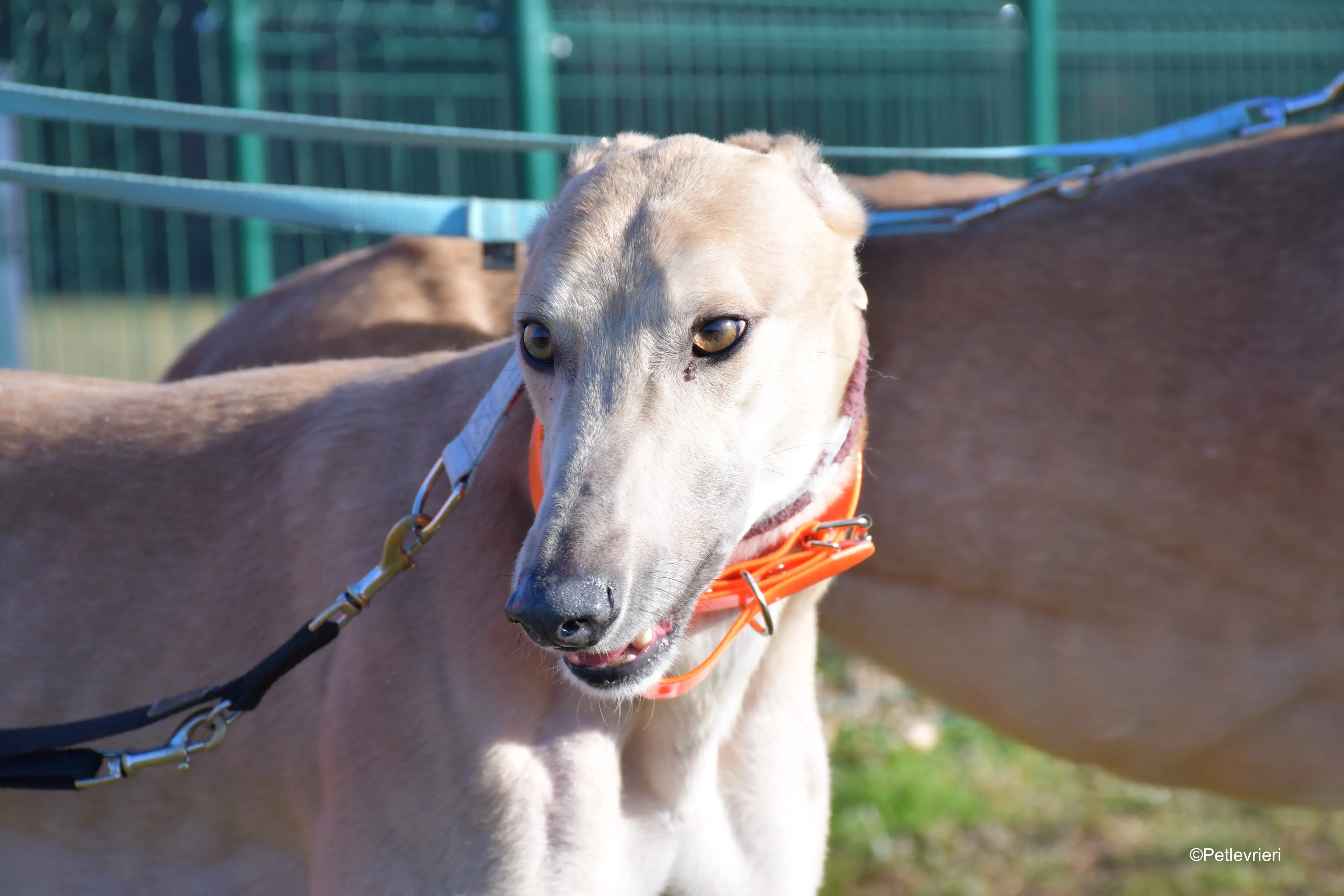 aki adozione levrieri greyhound 4