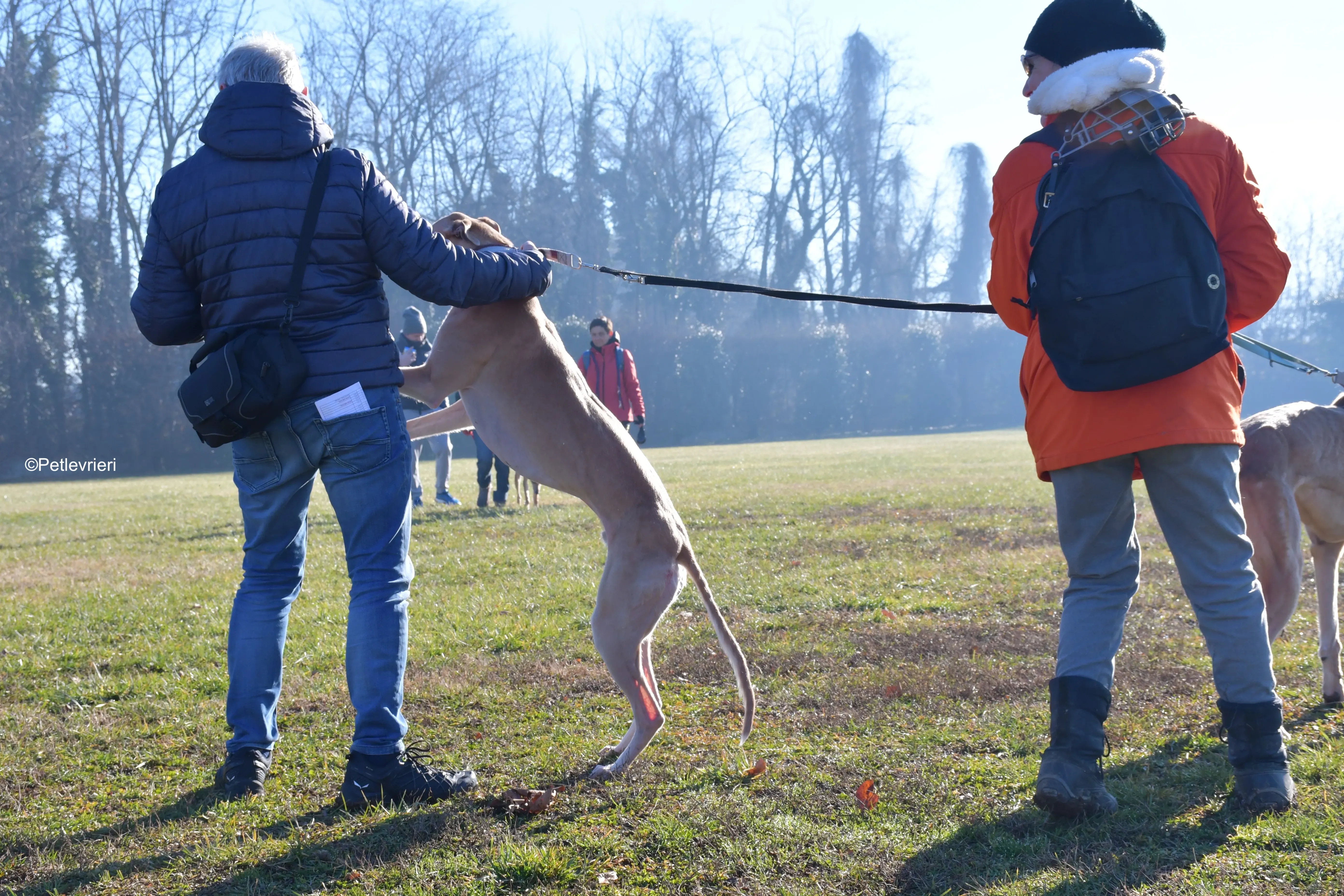 aki adozione levrieri greyhound 5