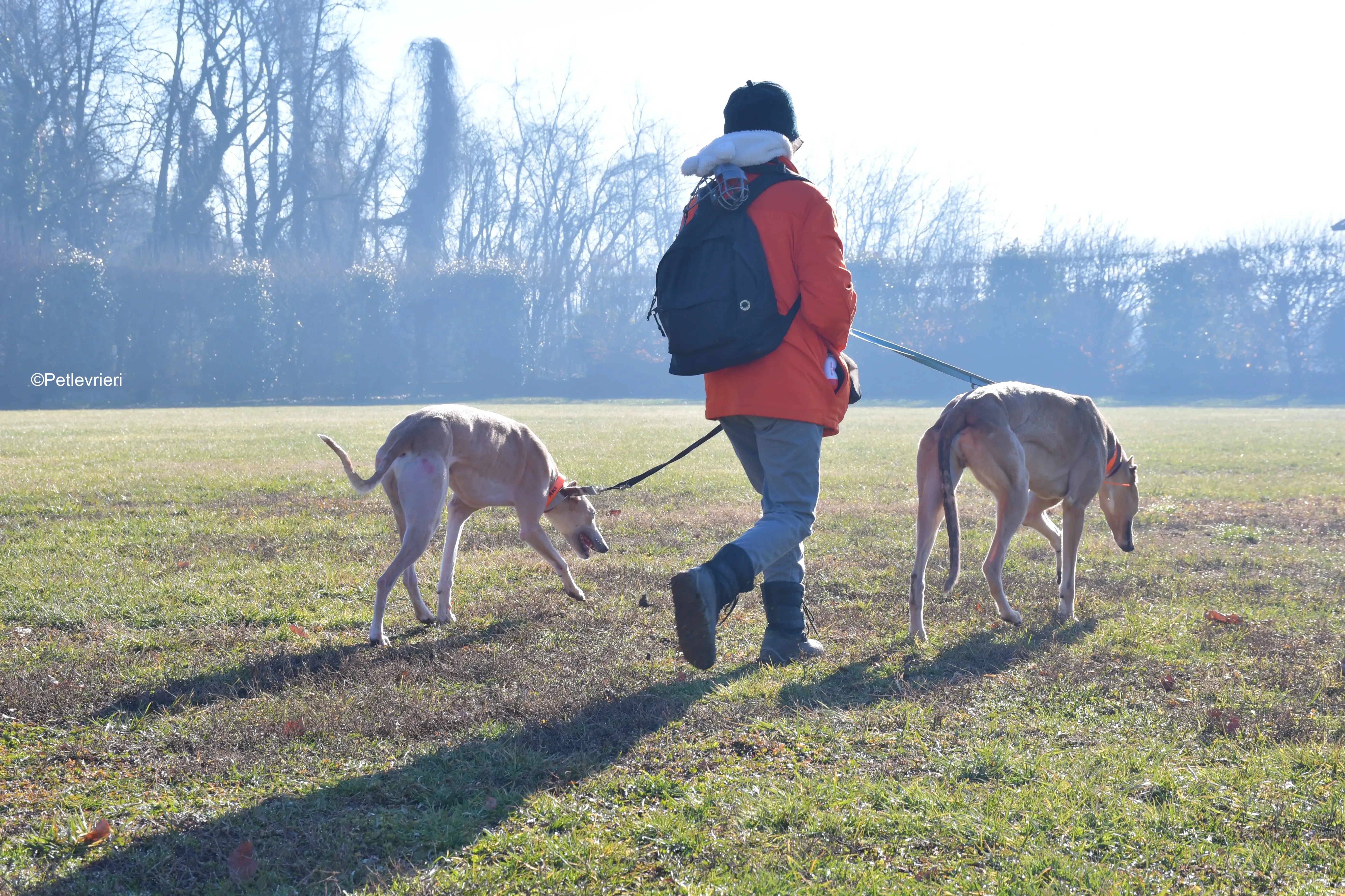 aki adozione levrieri greyhound 6