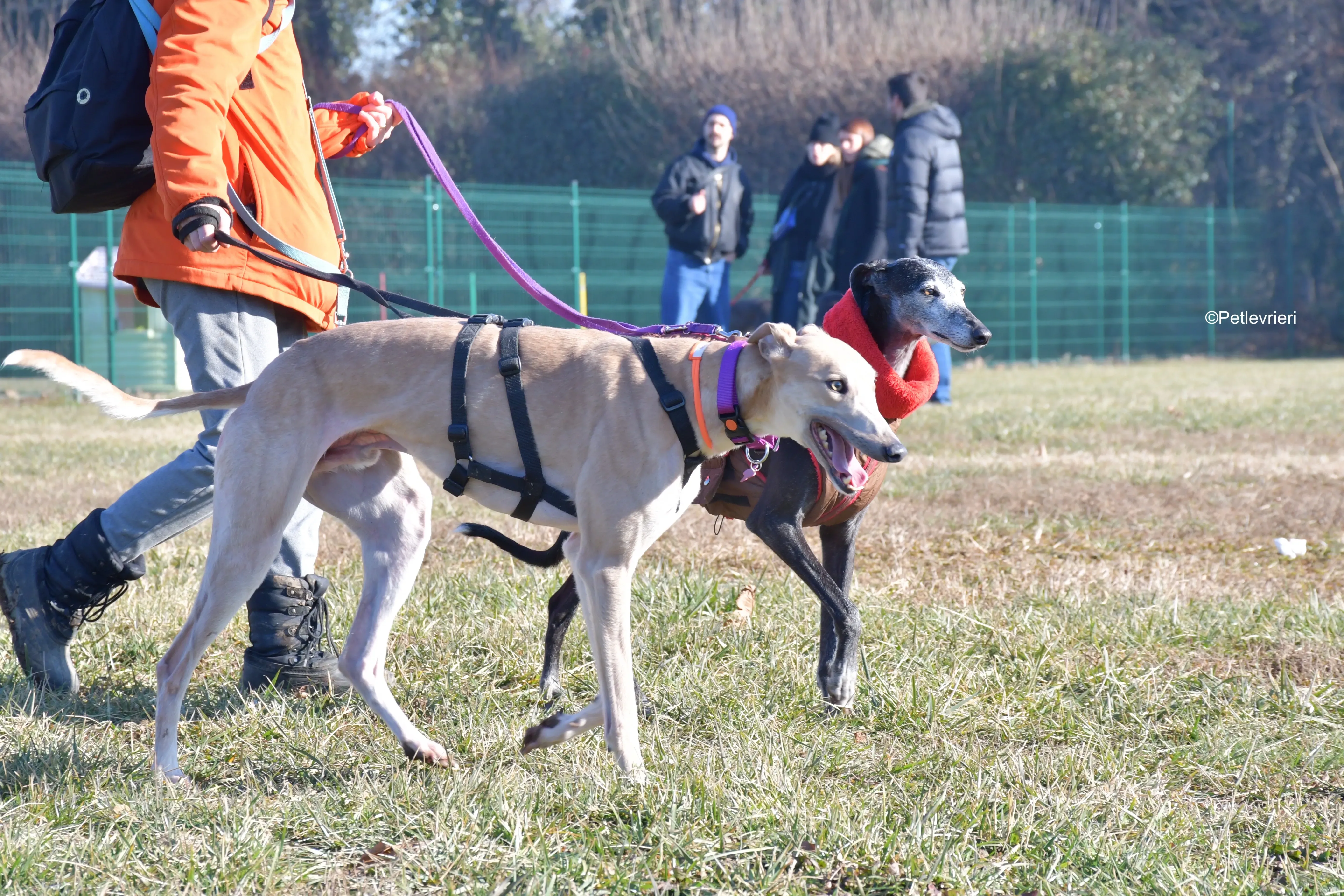 aki adozione levrieri greyhound 7