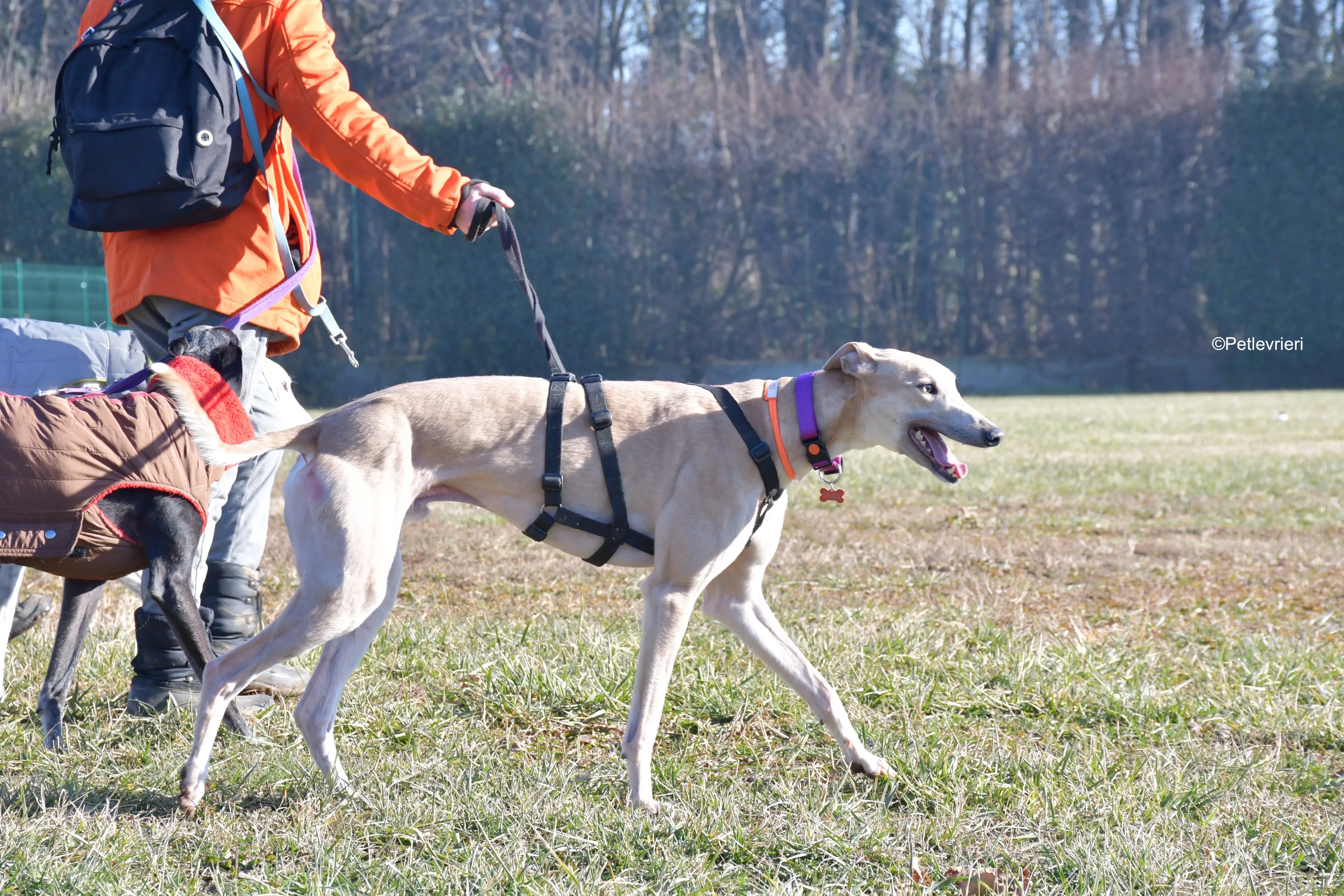 aki adozione levrieri greyhound 8