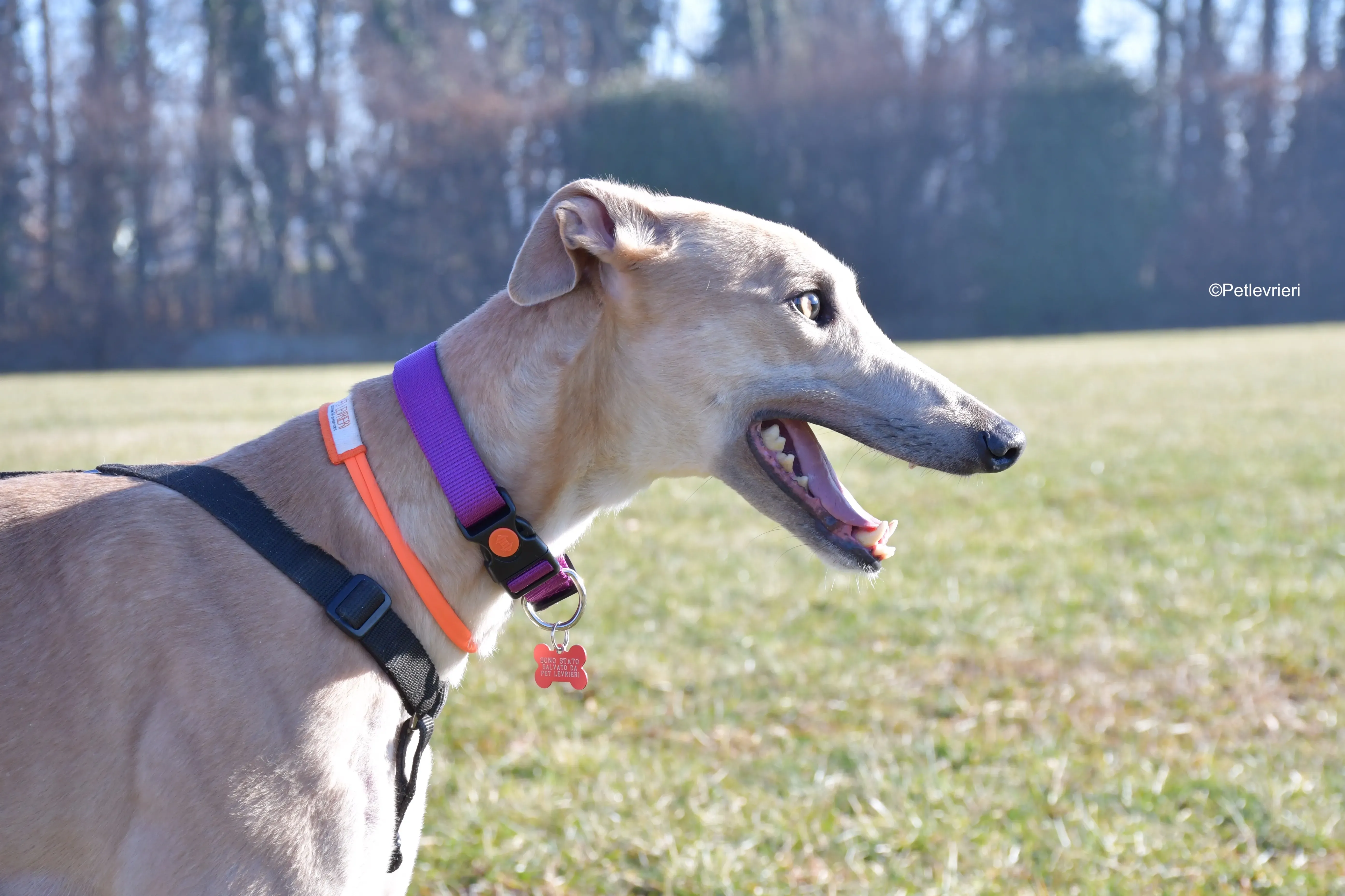 aki adozione levrieri greyhound 9