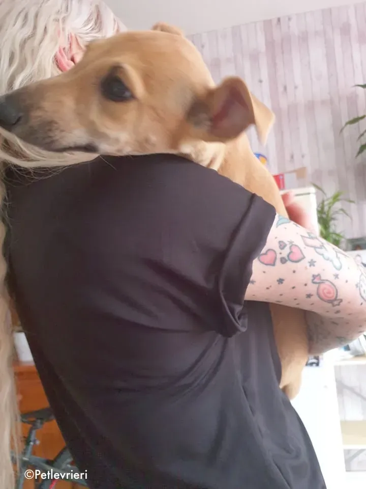 aladdin adozione levrieri grehound 1