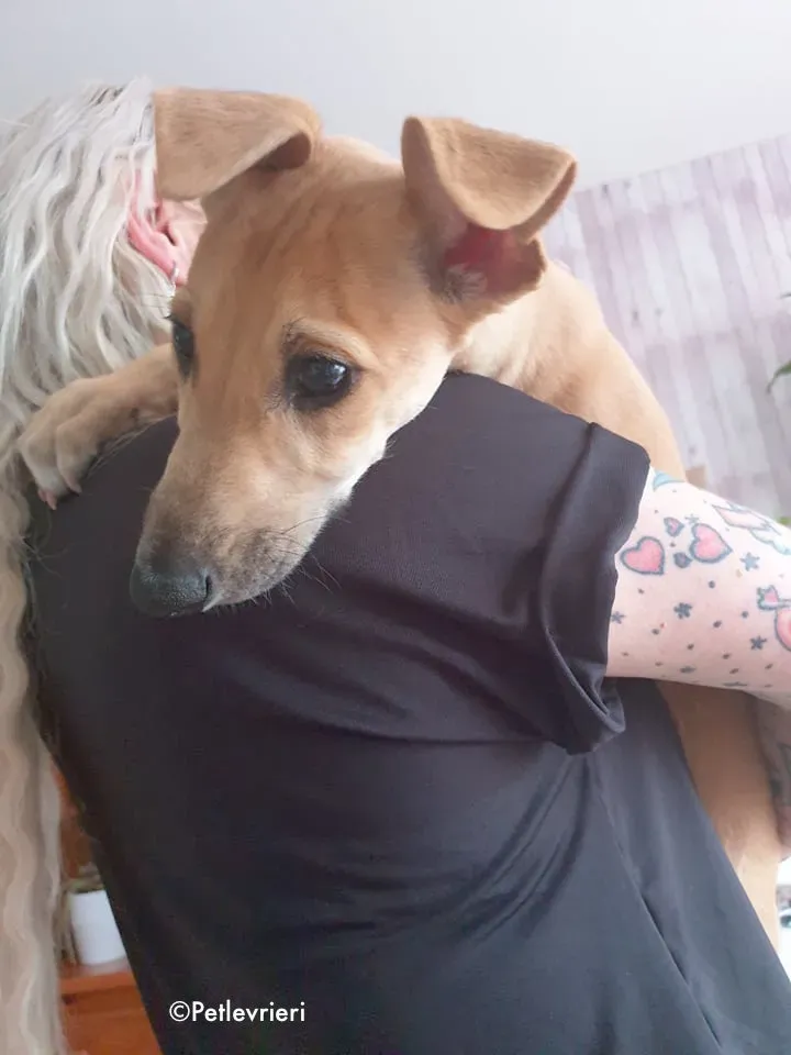 aladdin adozione levrieri grehound 2