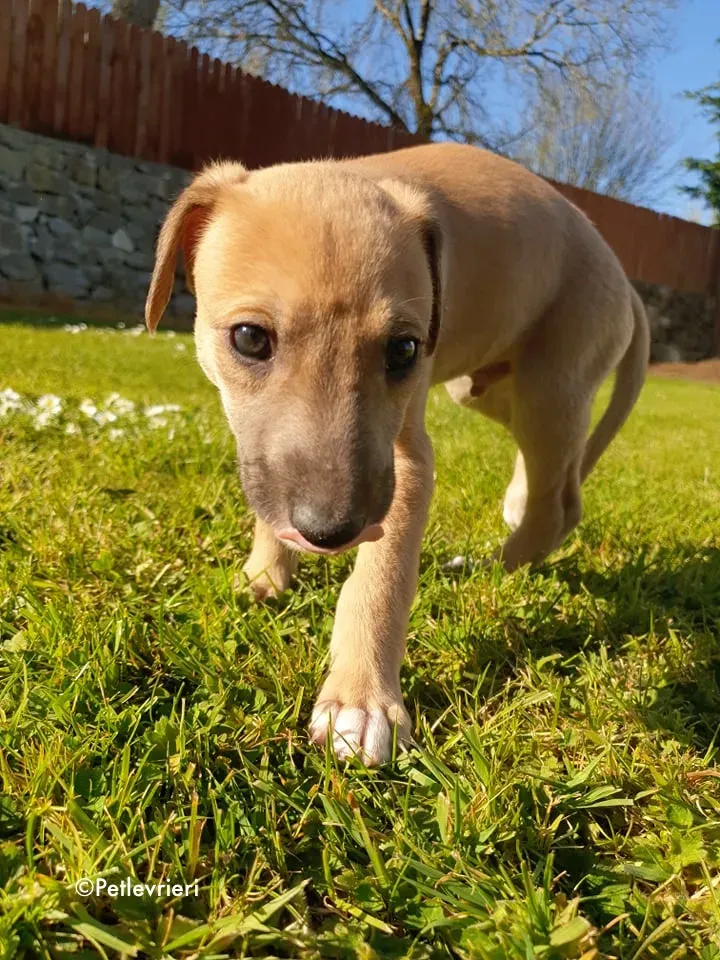 aladdin adozione levrieri greyhound 1