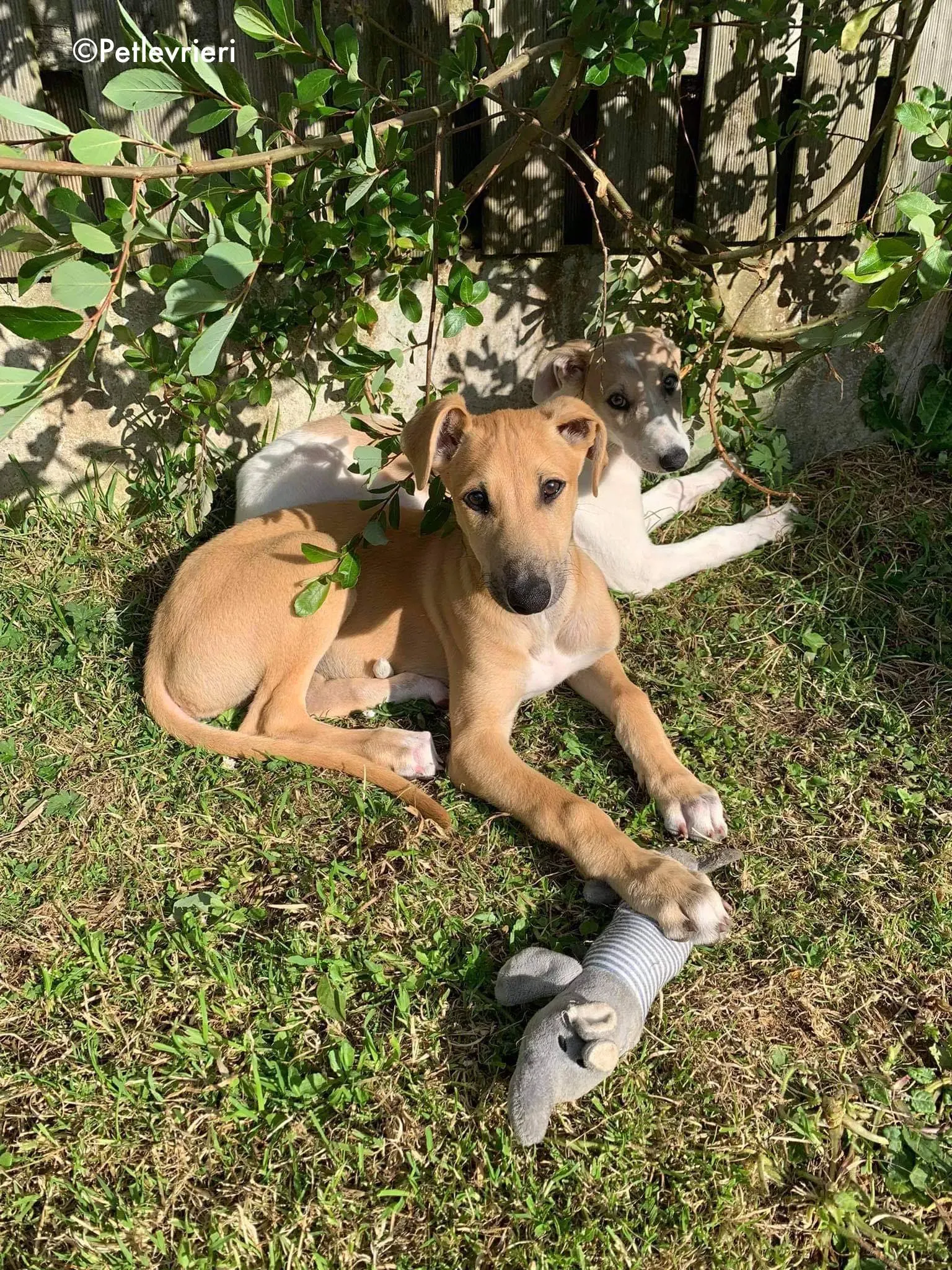 aladdin adozione levrieri greyhound 10