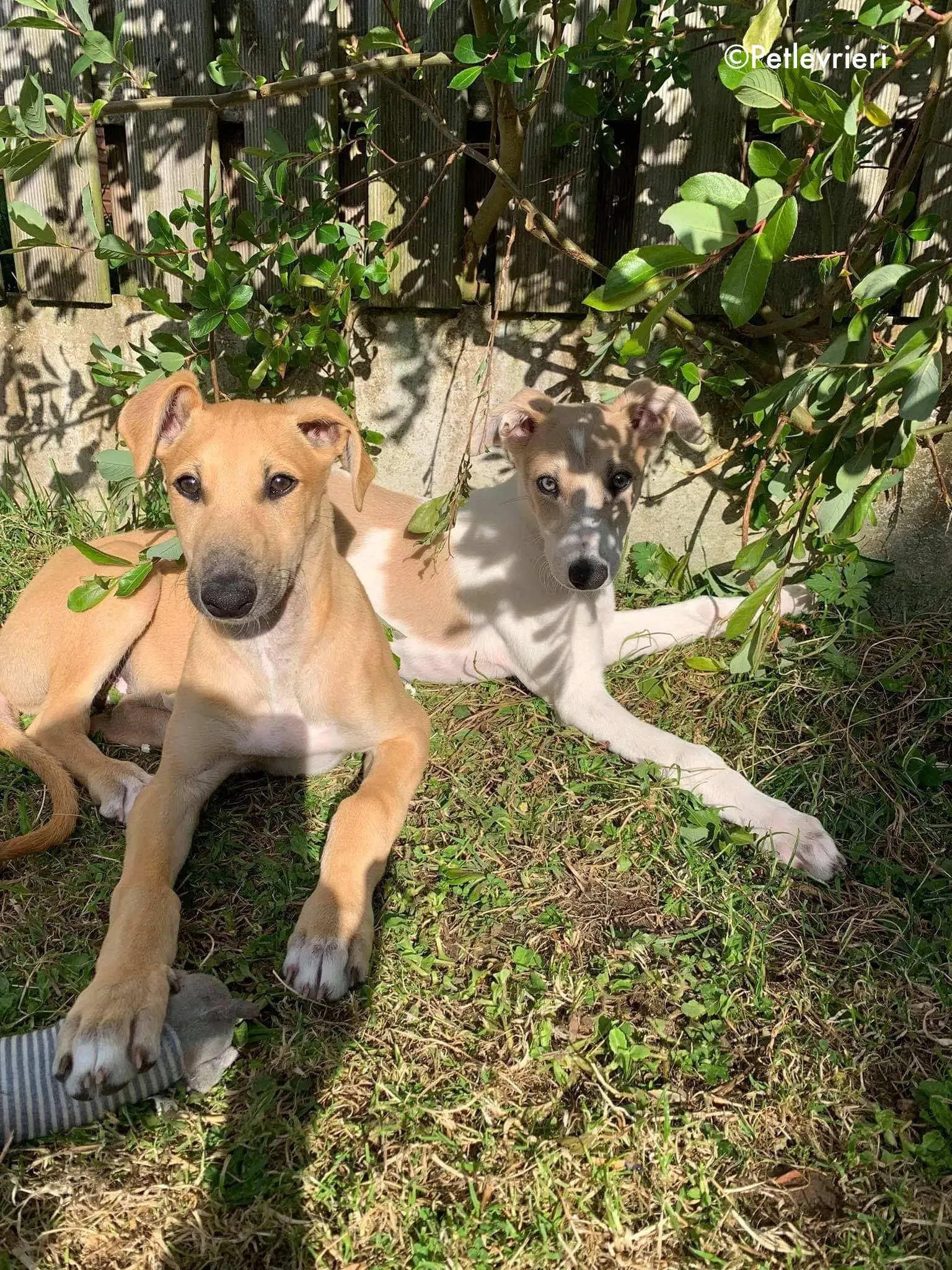 aladdin adozione levrieri greyhound 11