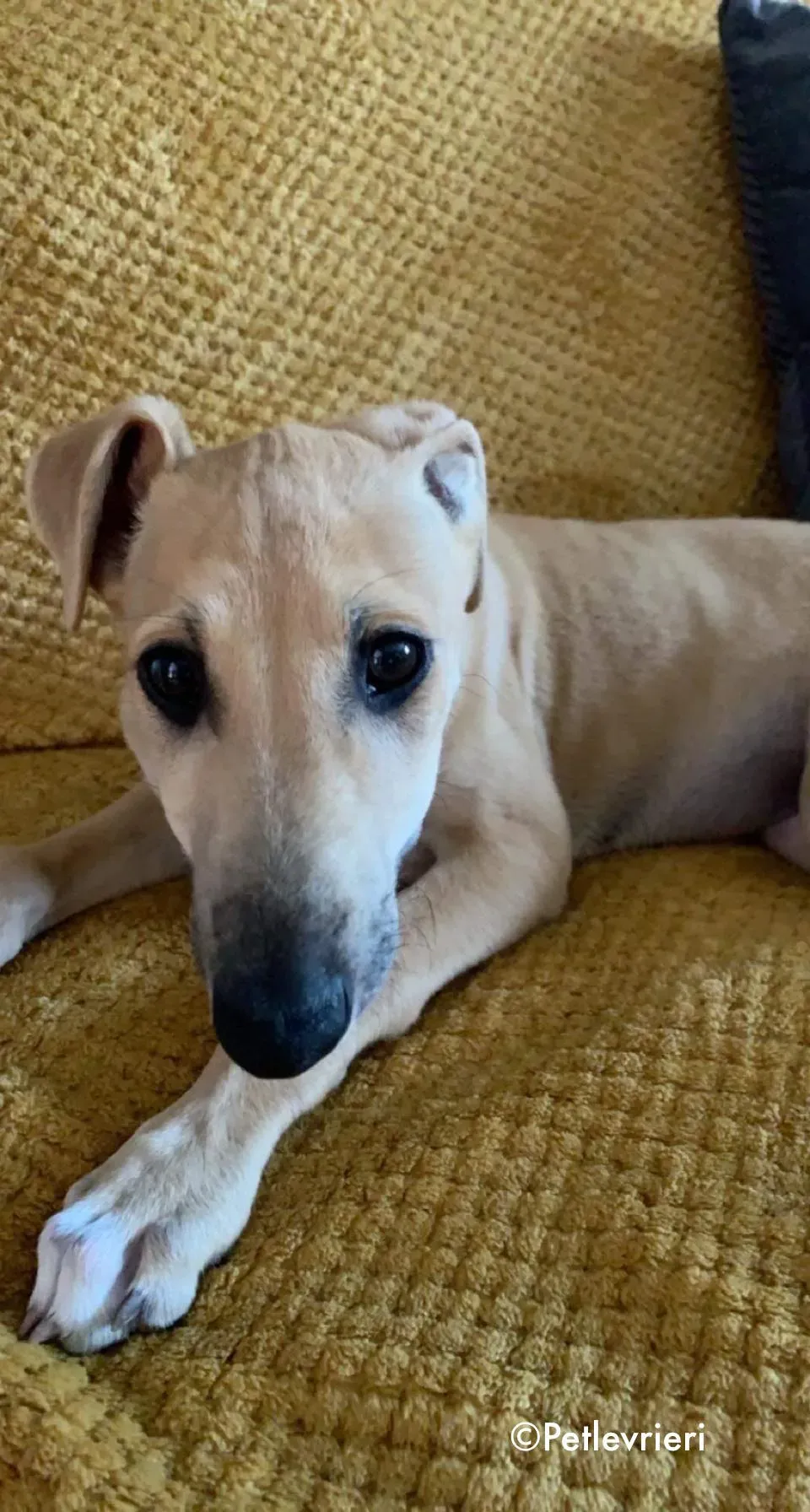 aladdin adozione levrieri greyhound 12