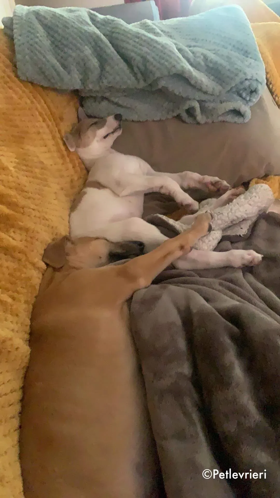 aladdin adozione levrieri greyhound 13