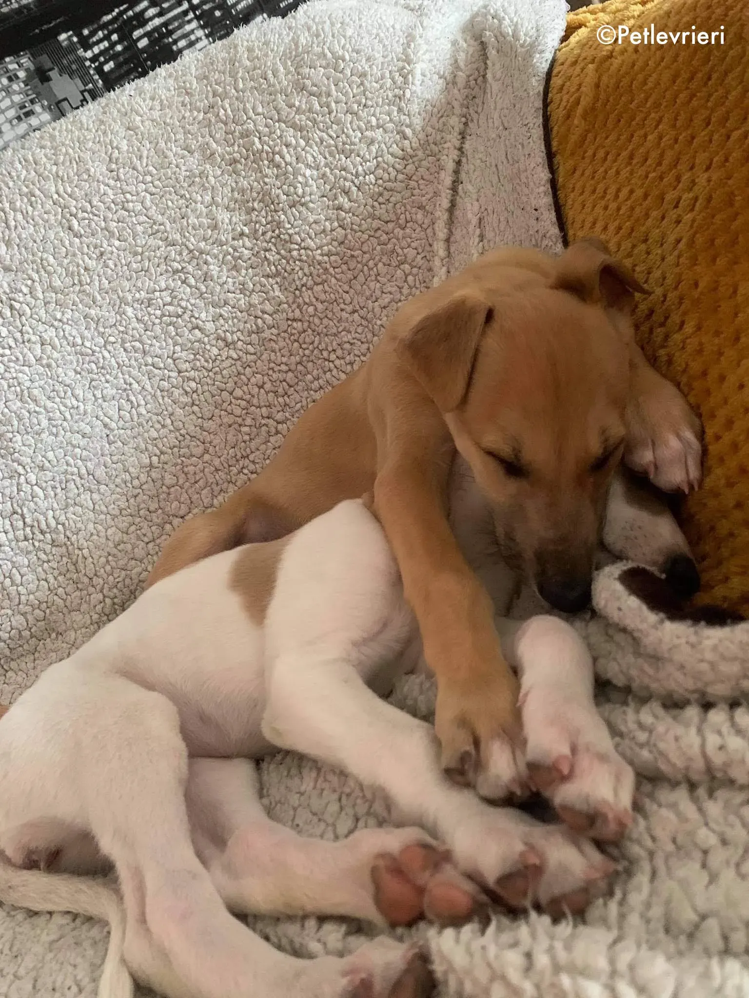 aladdin adozione levrieri greyhound 14