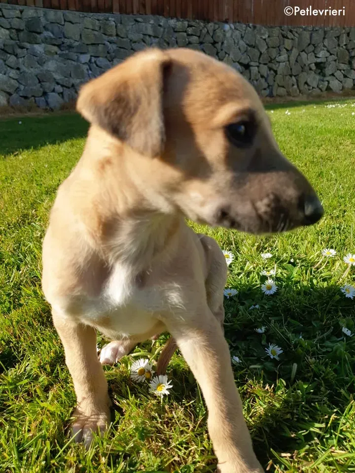 aladdin adozione levrieri greyhound 2