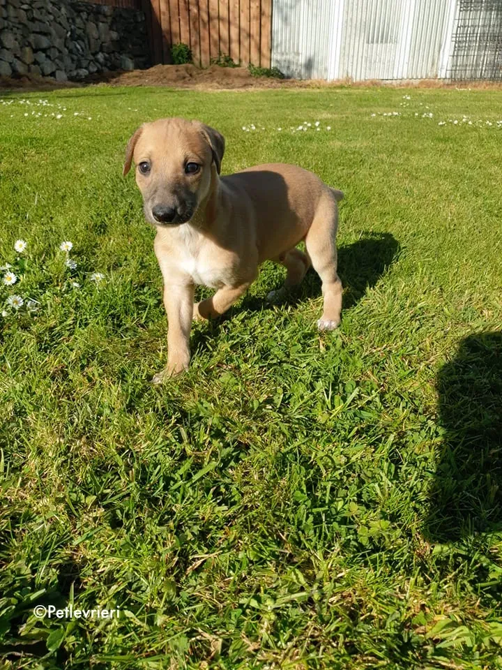 aladdin adozione levrieri greyhound 3